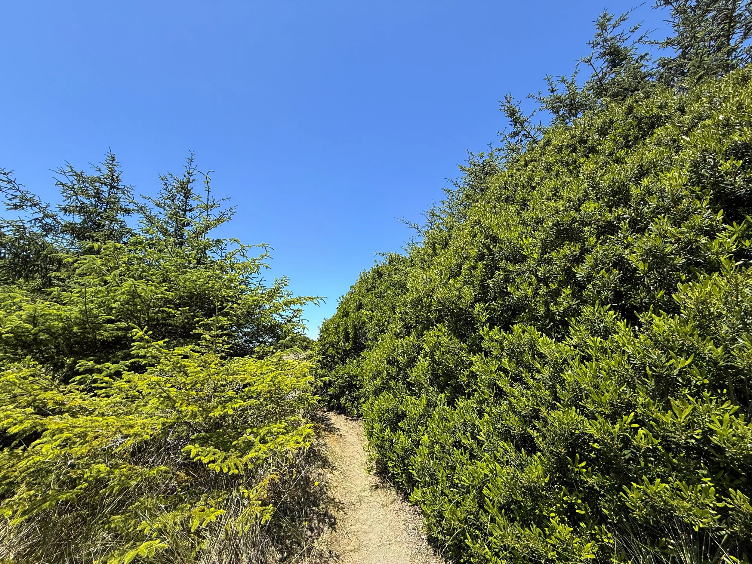 Ossagon Trail Prairie Creek Redwoods State Park California
