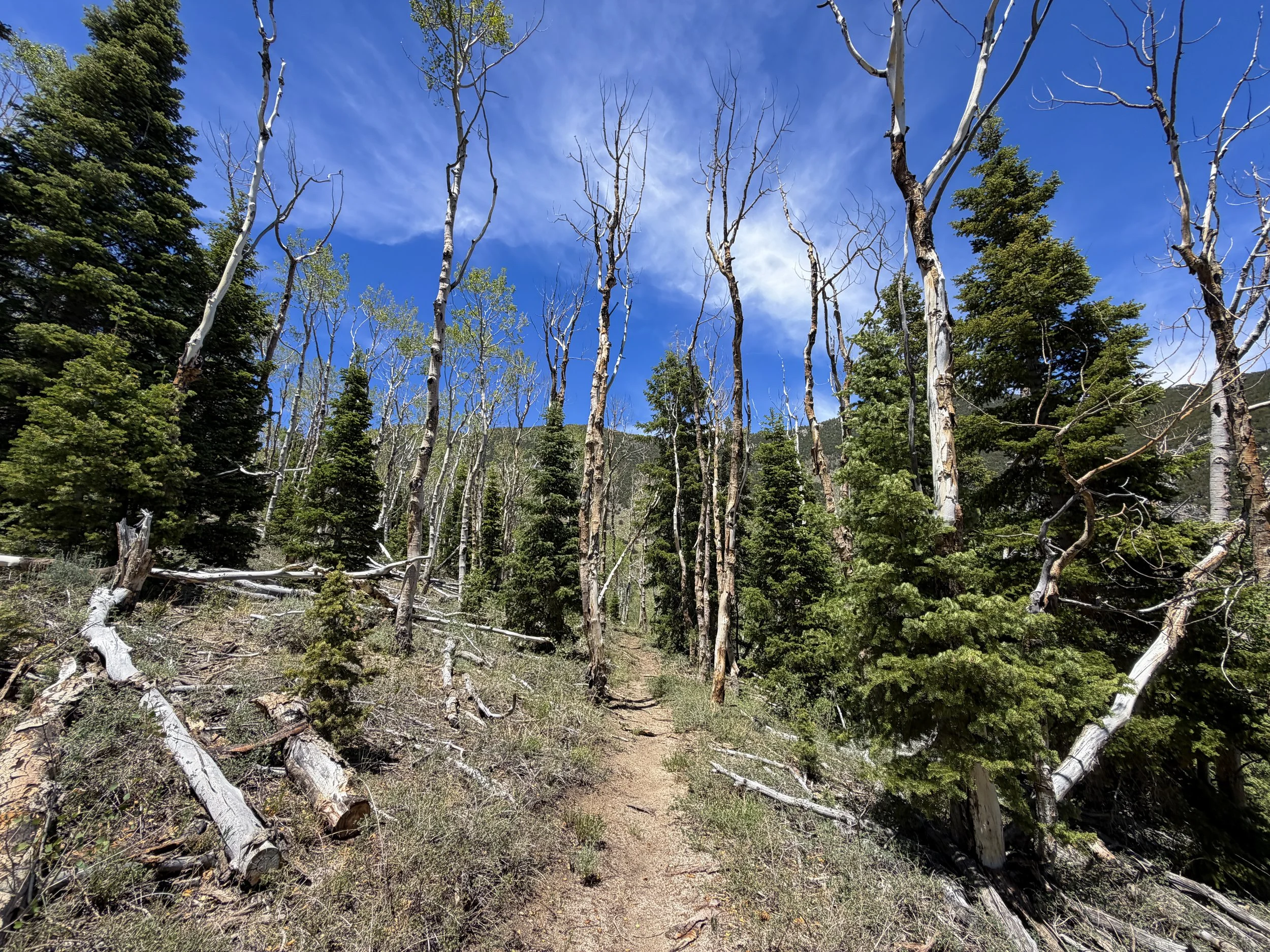 Serviceberry Loop Hike Great Basin National Park Nevada