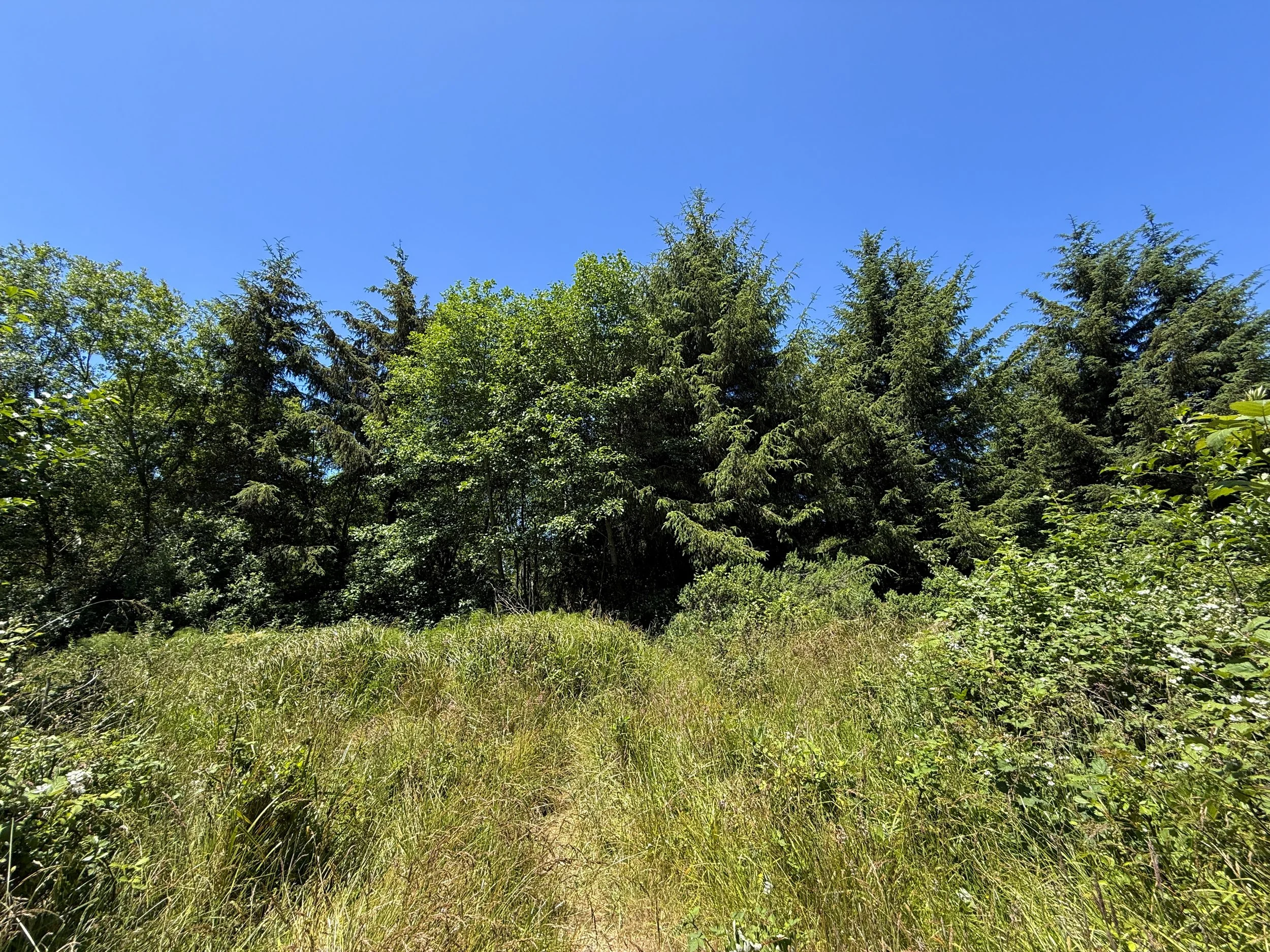 Ossagon Trail Prairie Creek Redwoods State Park California
