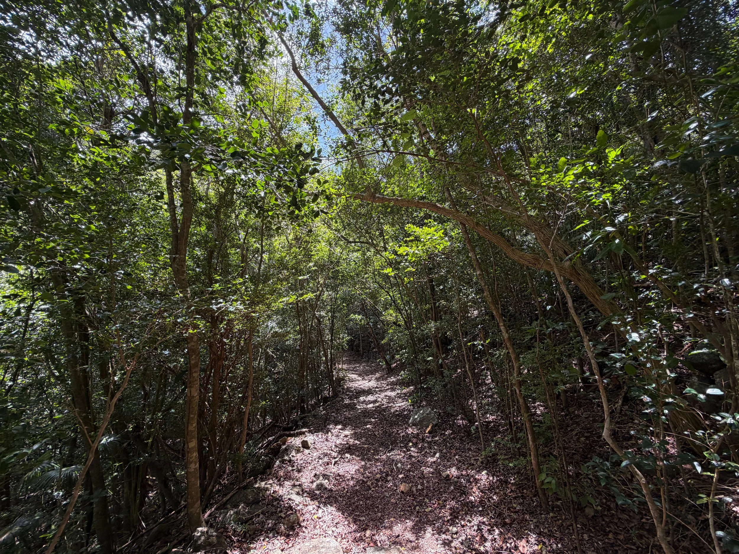 Water Catchment Trail Virgin Islands National Park