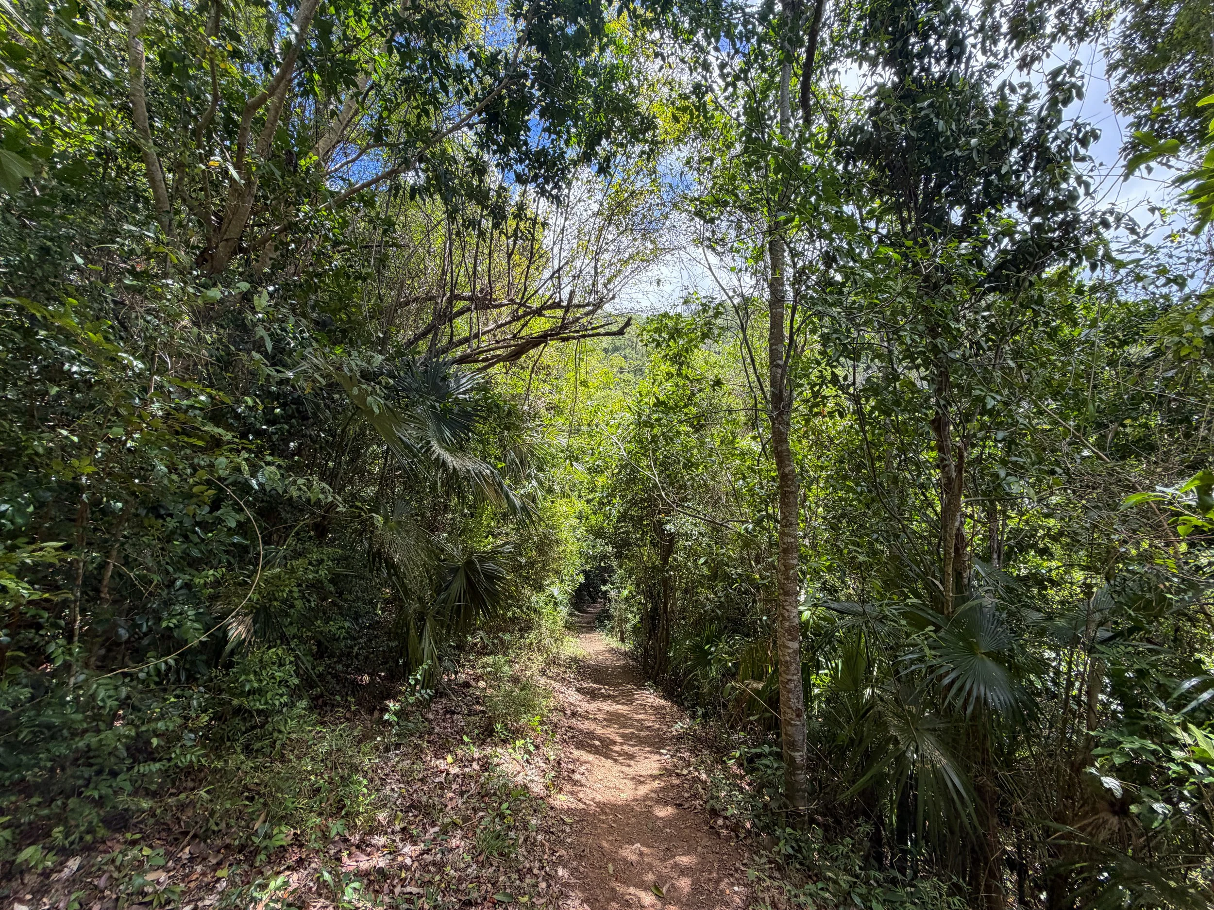 Reef Bay Trail Virgin Islands National Park
