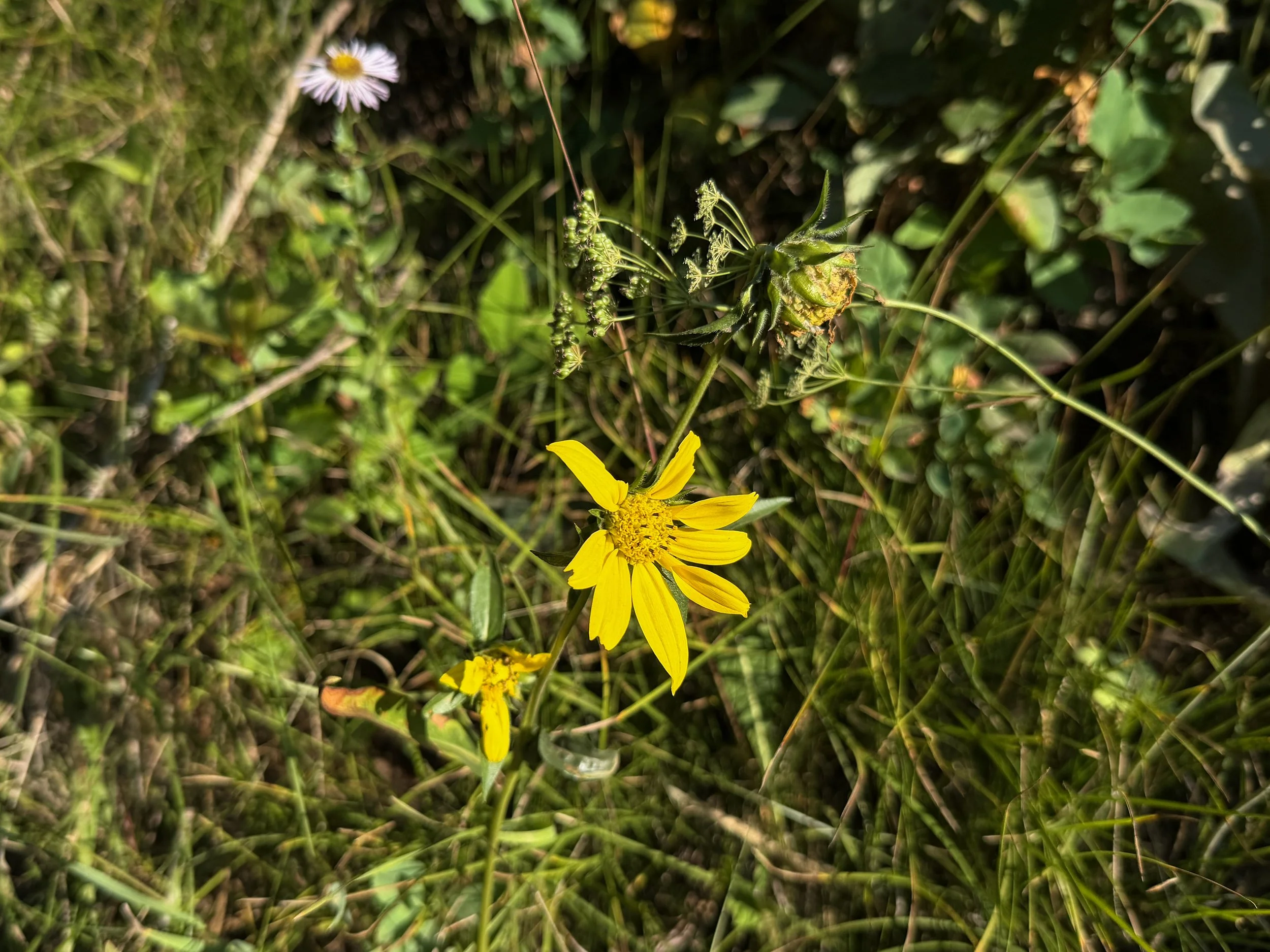 False Sunflower Helianthella uniflora