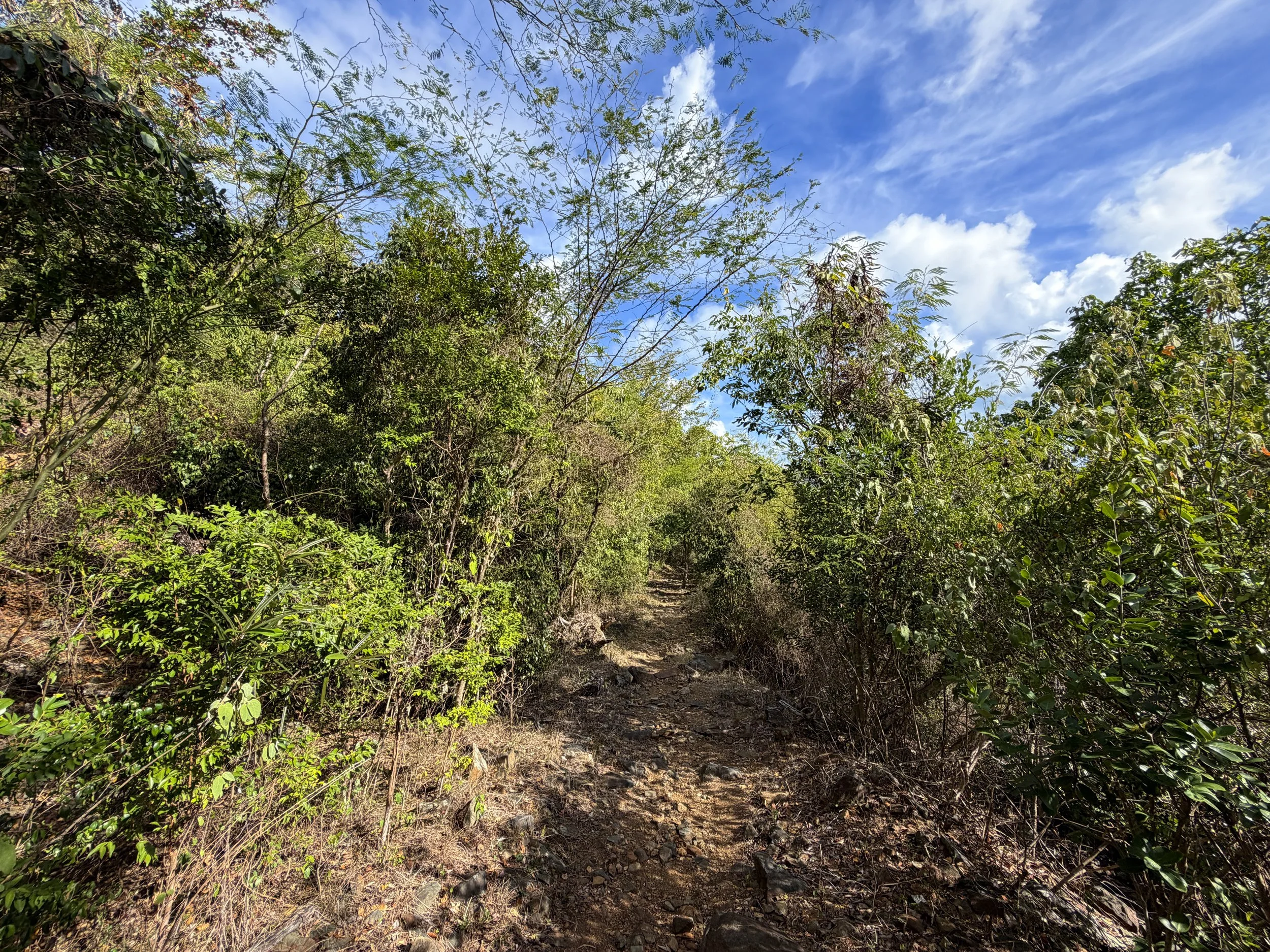 Brown Bay Hike Virgin Islands National Park