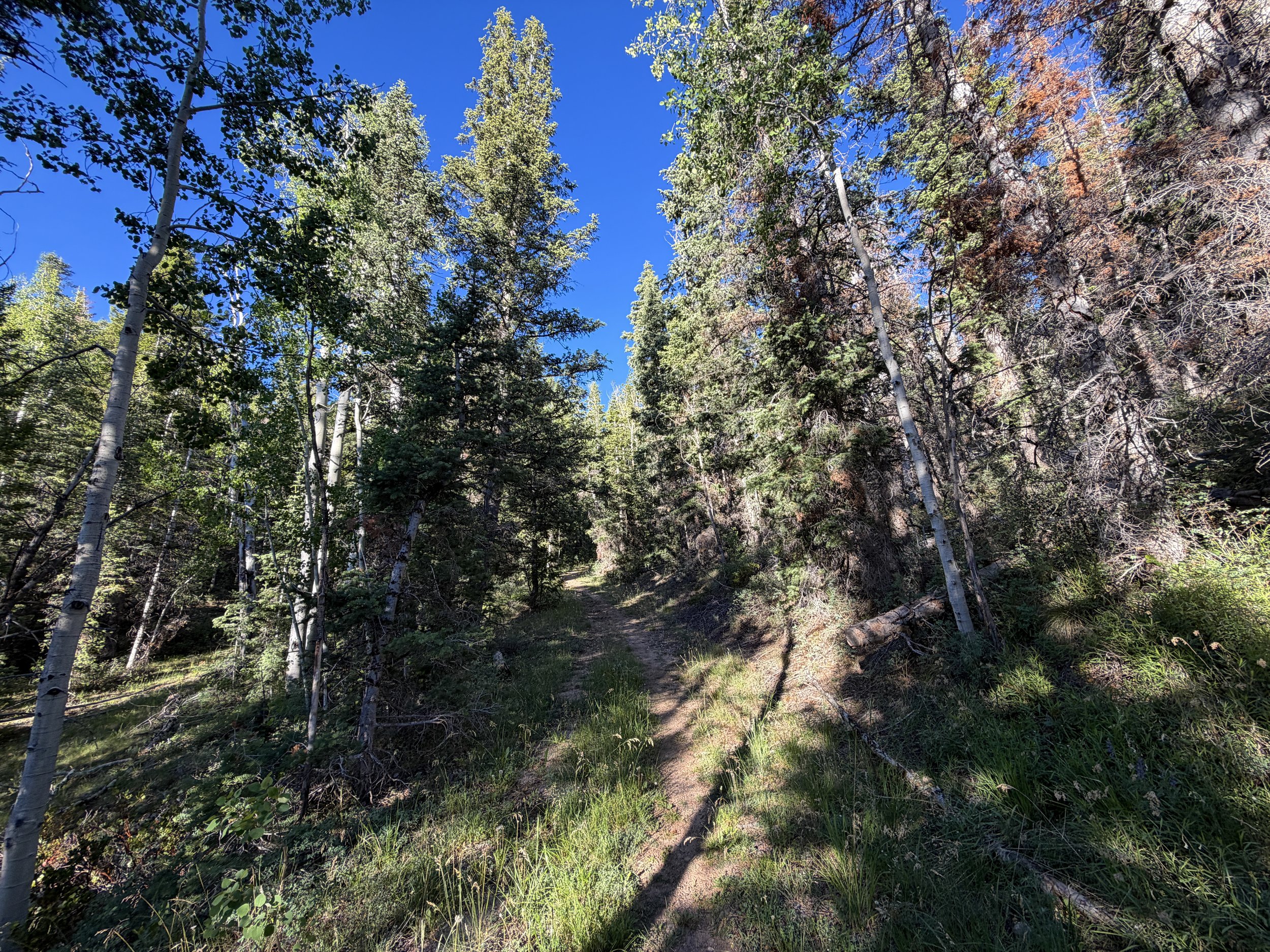 Snake Creek Overlook Trail Great Basin National Park Nevada