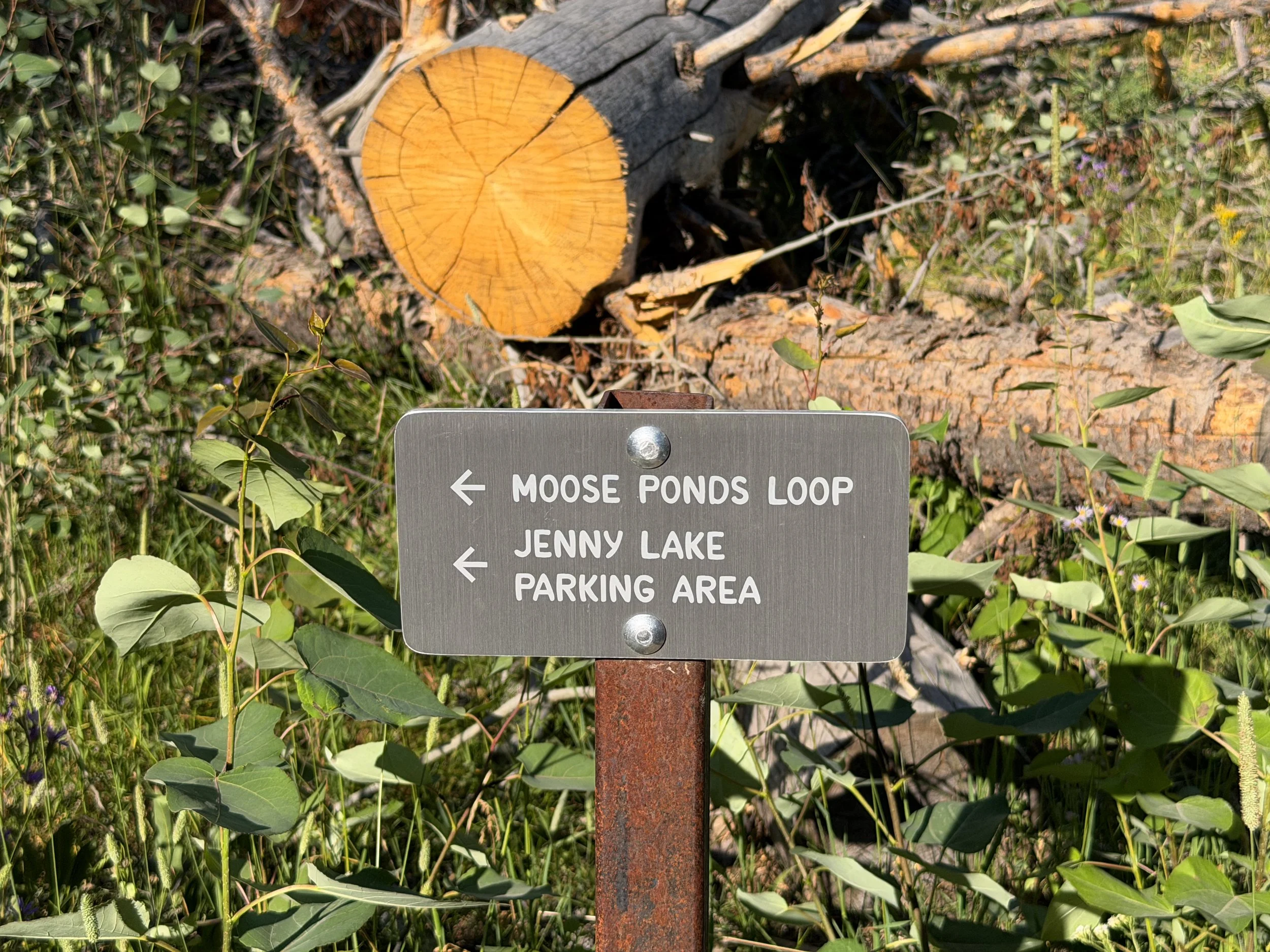 Moose Ponds Loop Trail Grand Teton National Park Wyoming