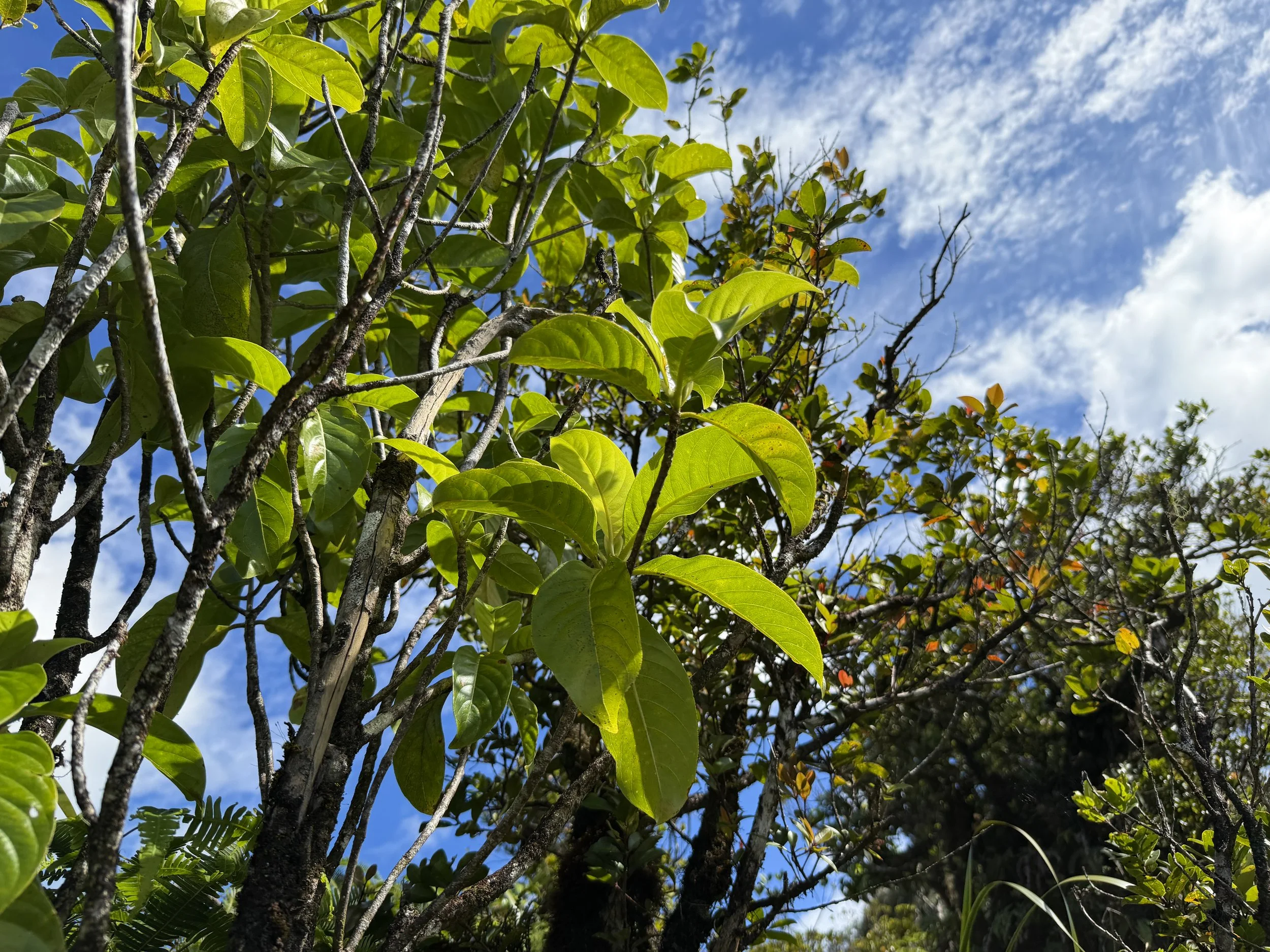 Ahakea lau nui Bobea elatior