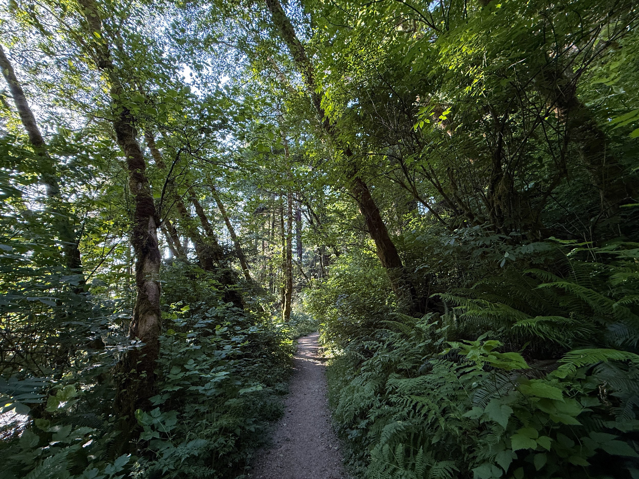 Fern Canyon Trail Prairie Creek Redwoods State Park California
