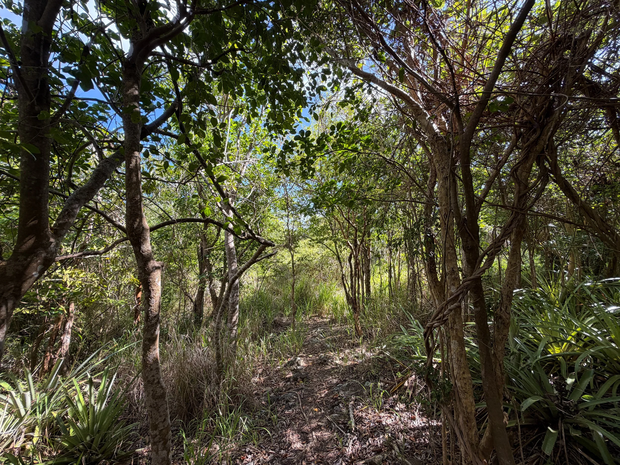 Great Sieben Trail Virgin Islands National Park