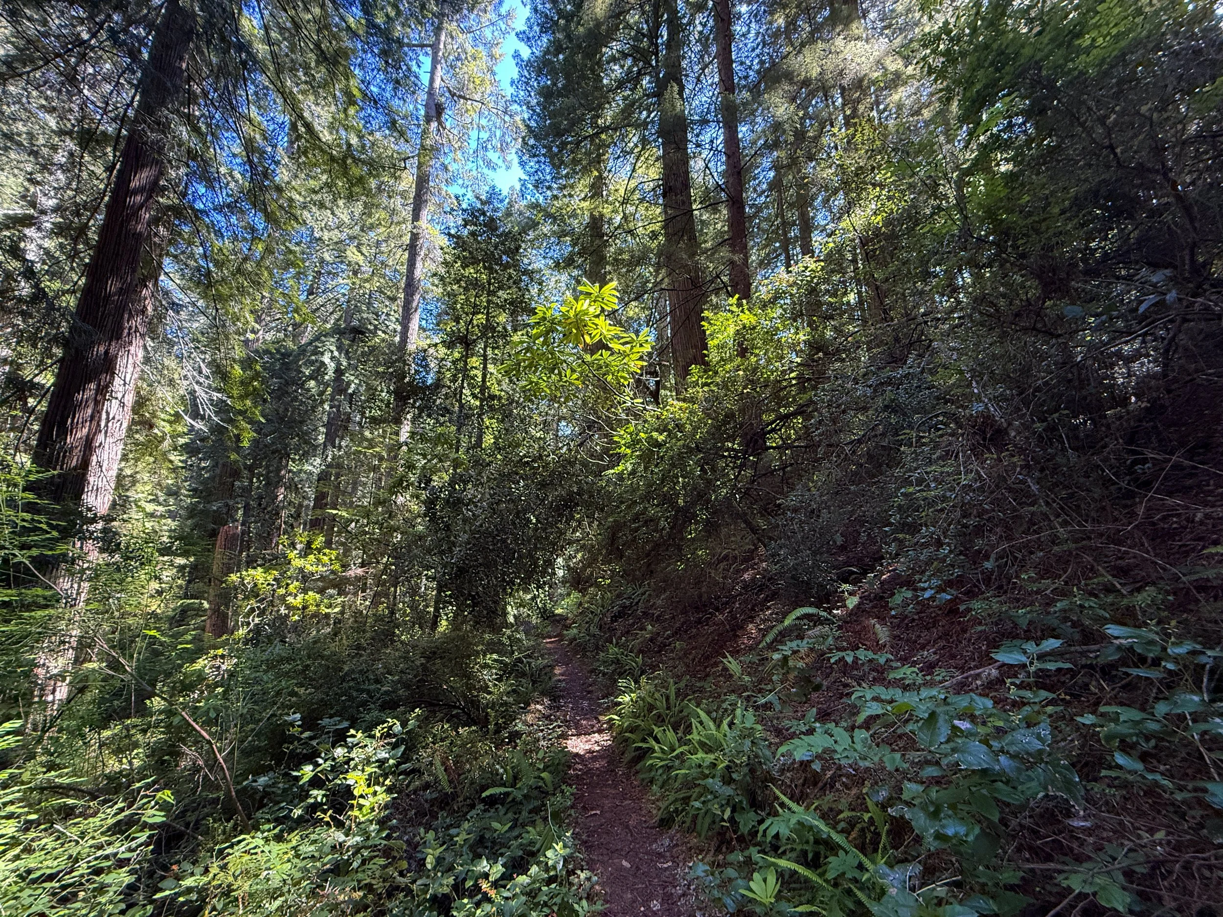 Hope Creek–Ten Taypo Loop Trail Prairie Creek Redwoods State Park California