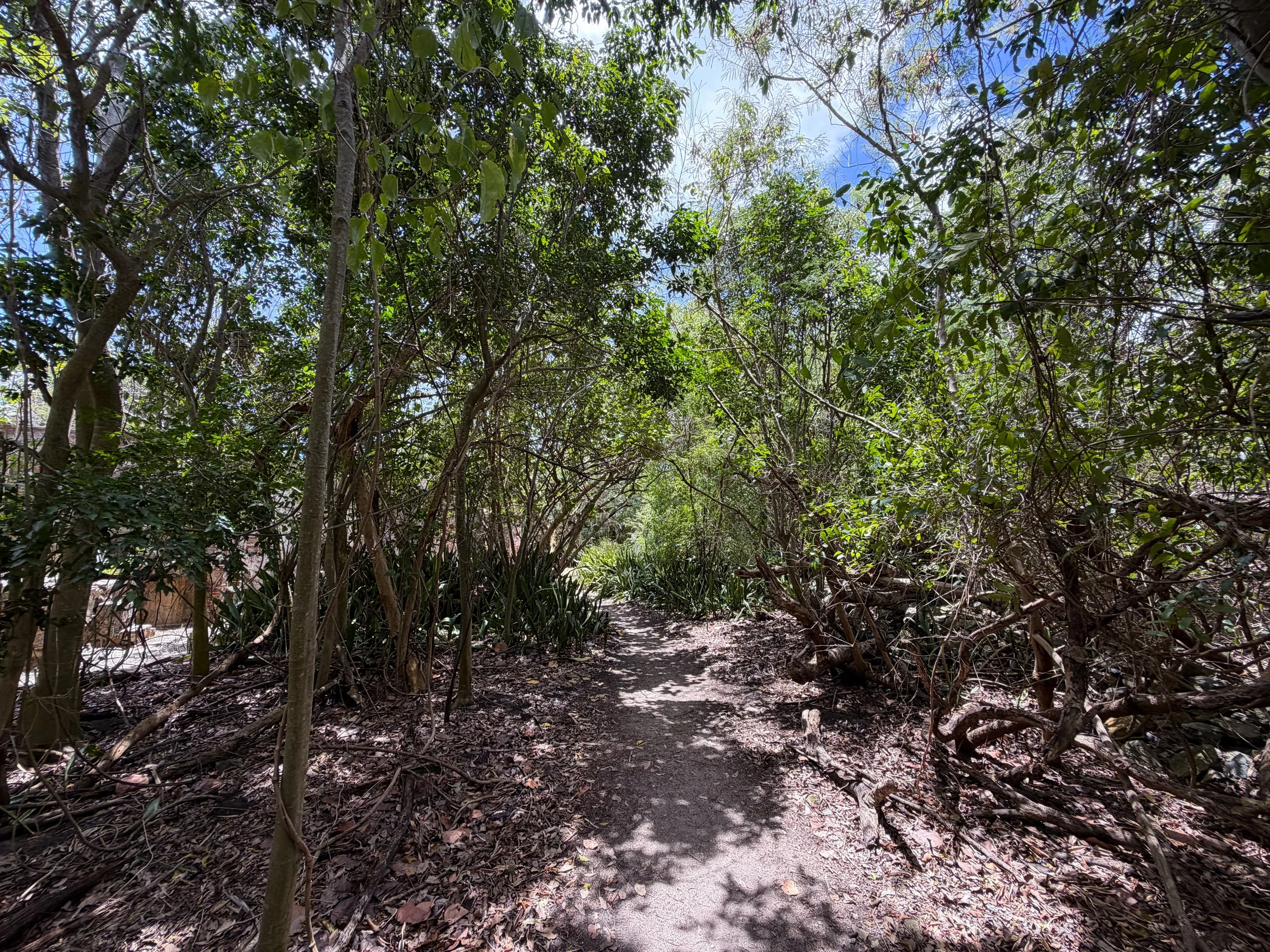 Reef Bay Trail Virgin Islands National Park