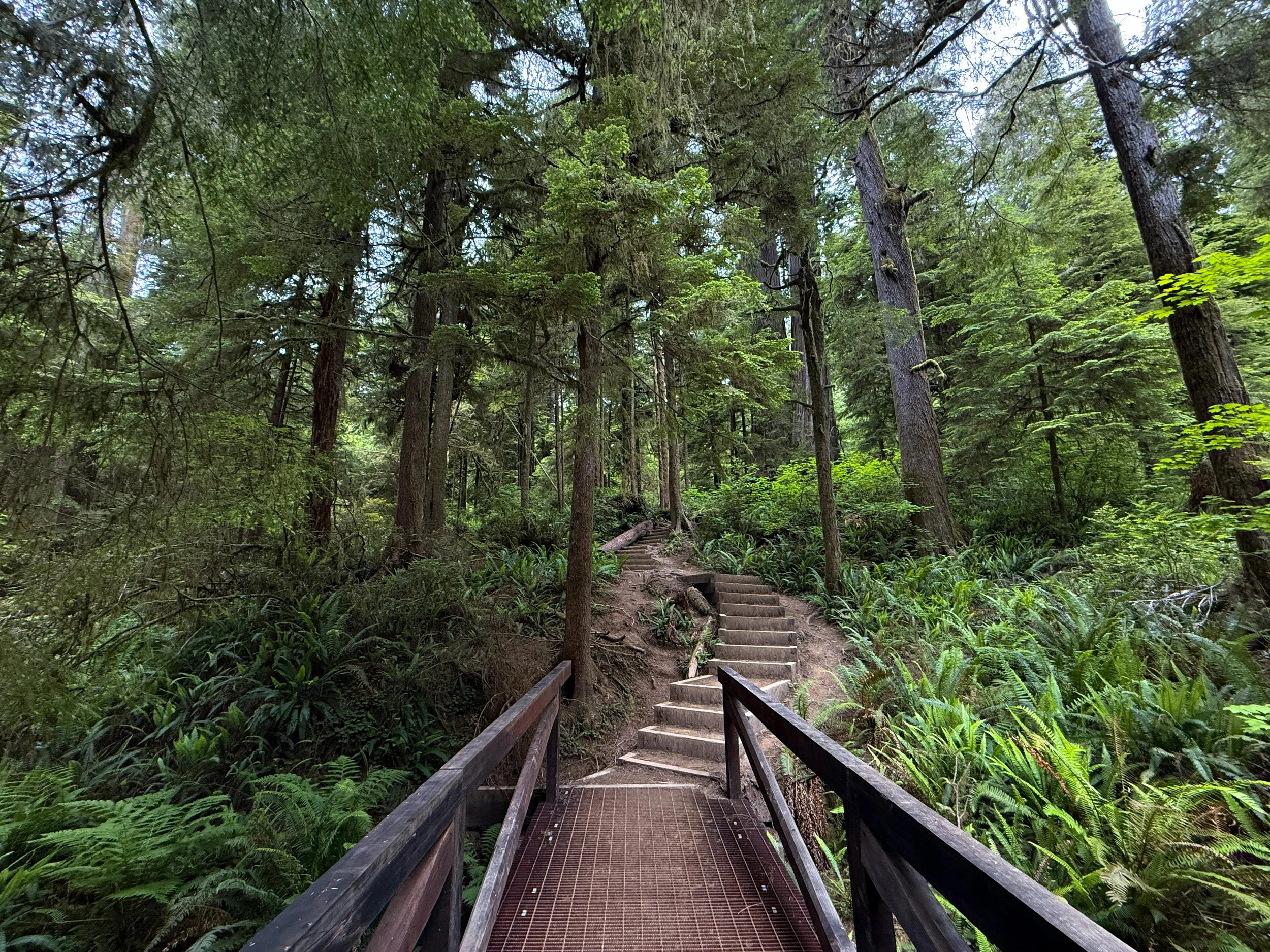 Boy Scout Tree Hike Jedediah Smith Redwoods State Park California