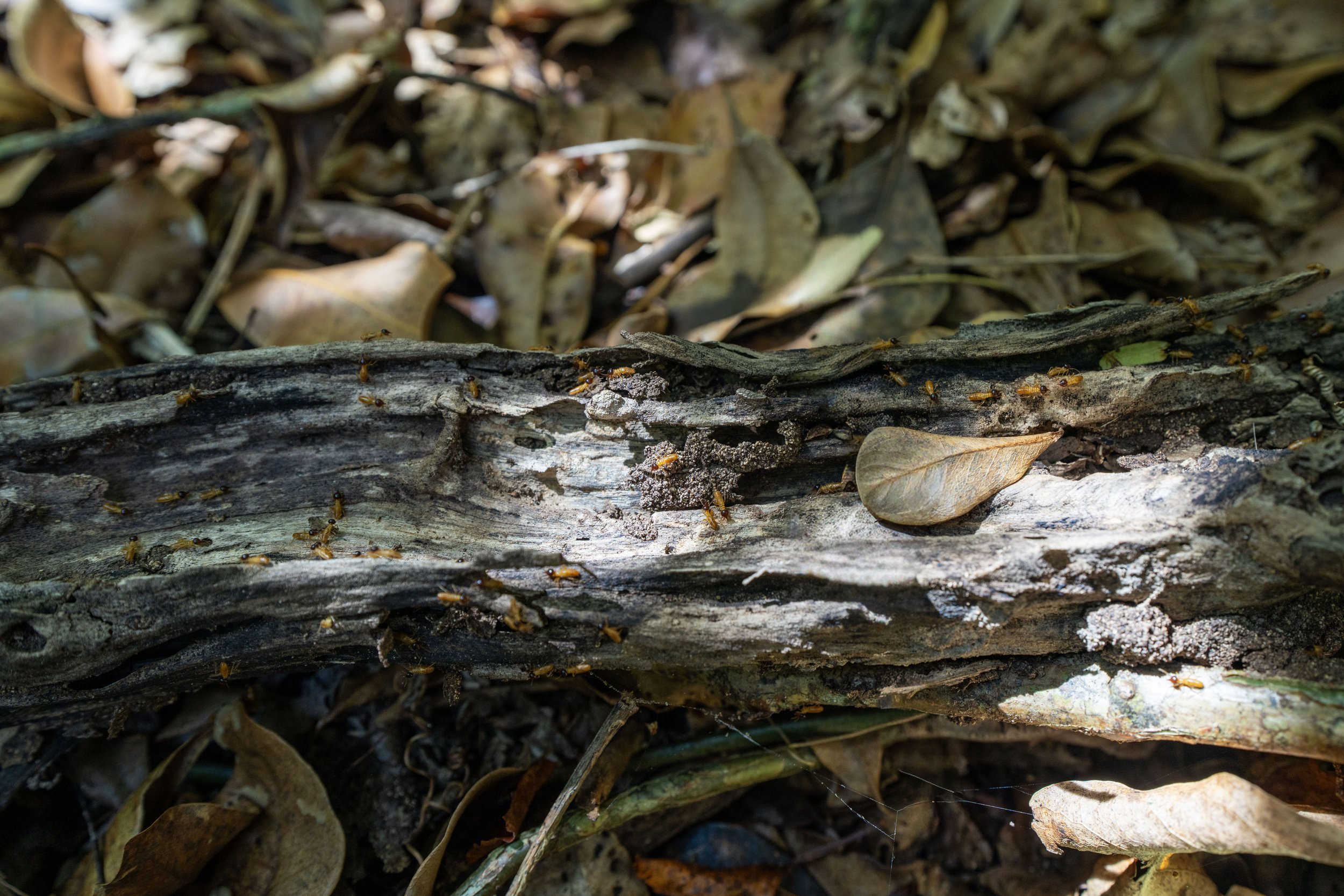 Arboreal Termites Nasutitermes corniger Virgin Islands National Park