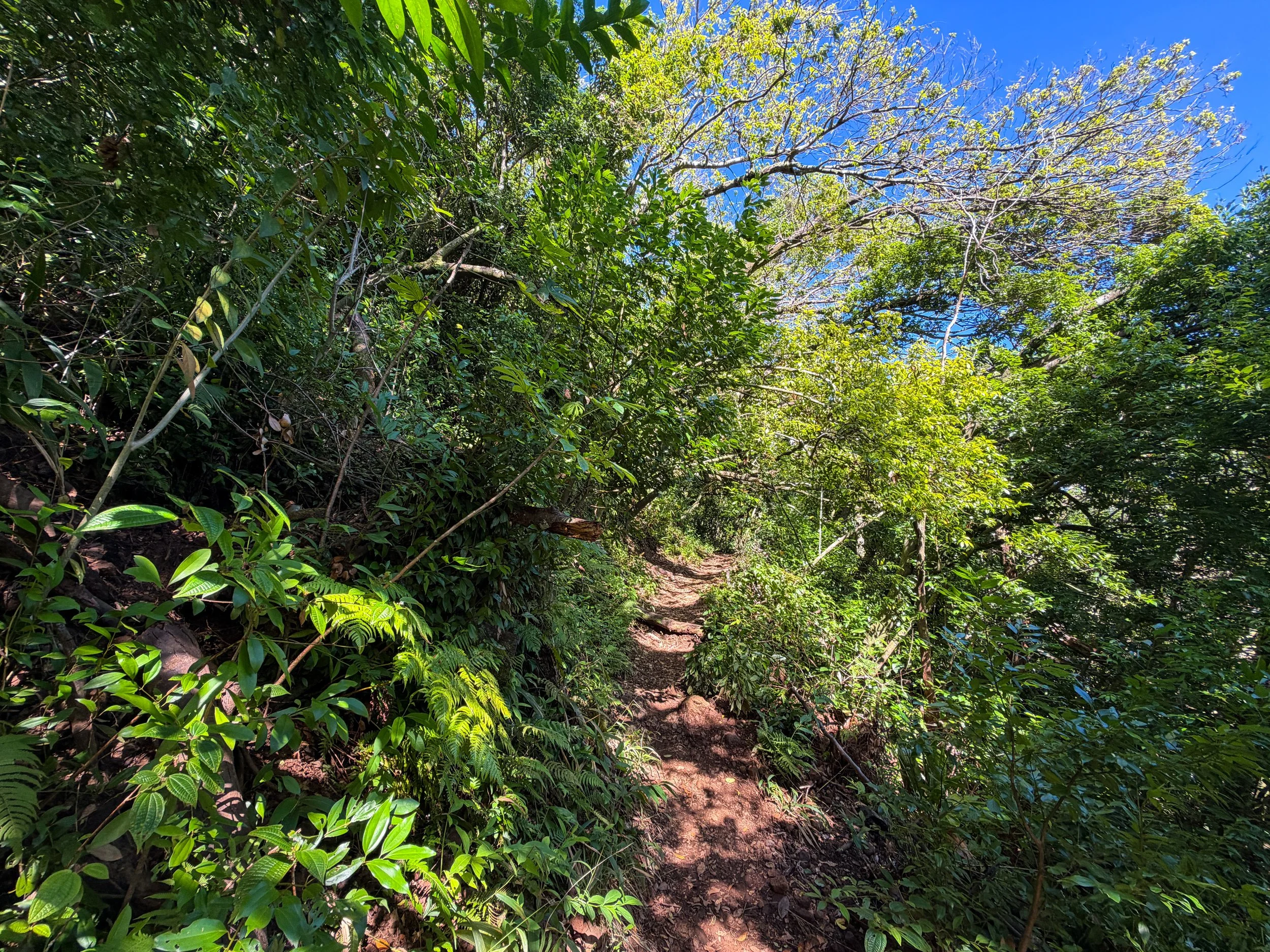 Aihualama Trail Oahu Hawaii
