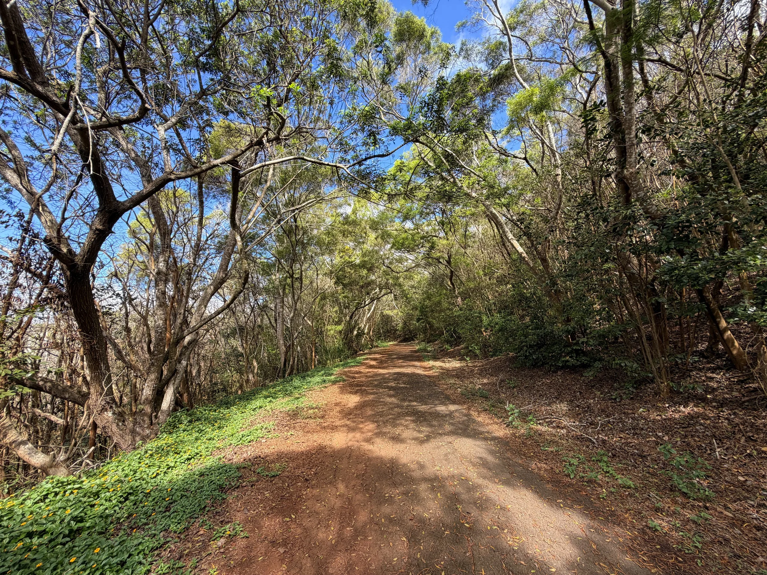 Wiliwilinui Ridge Trail Oahu Hawaii