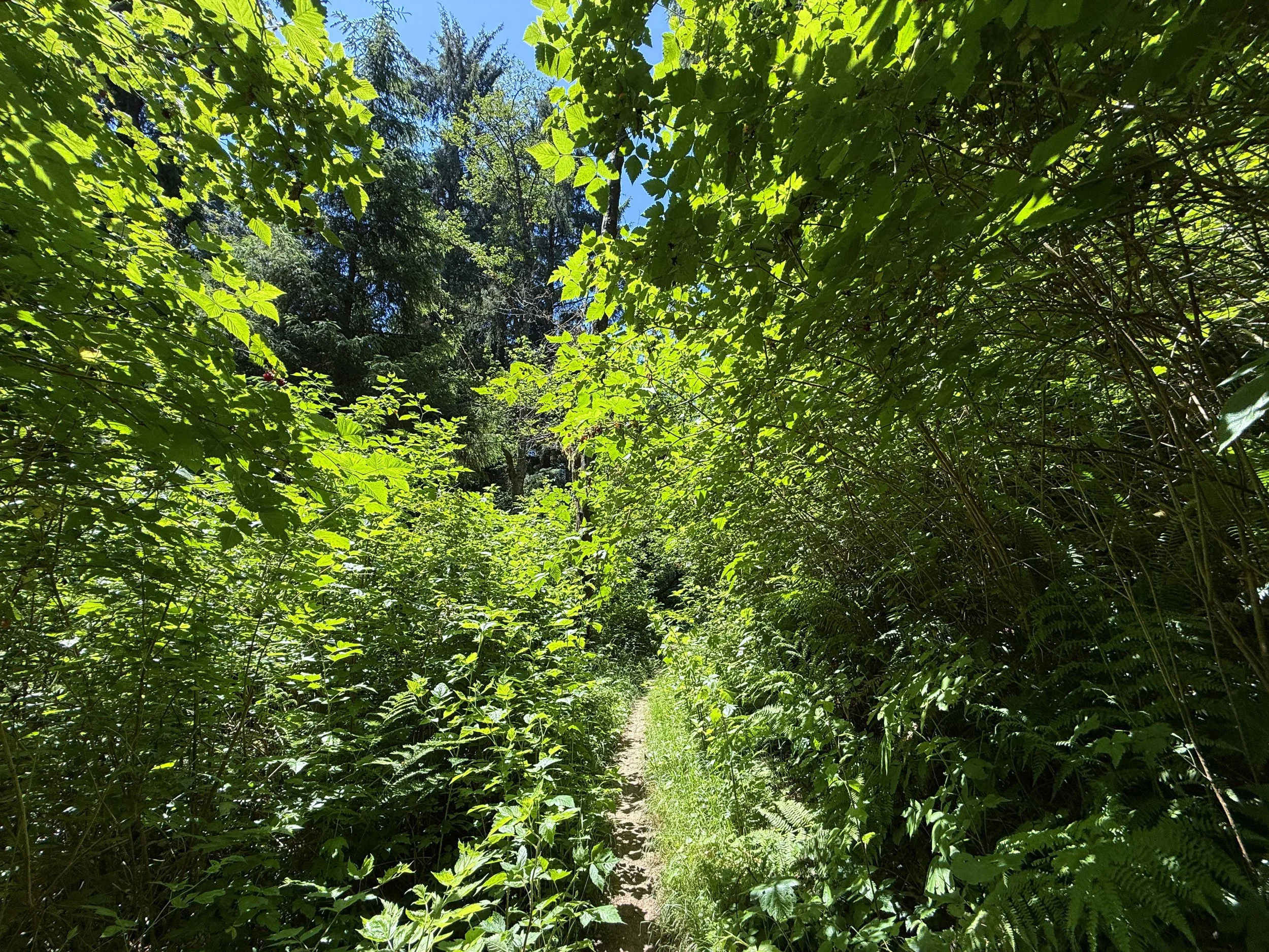 Ossagon Trail Prairie Creek Redwoods State Park California