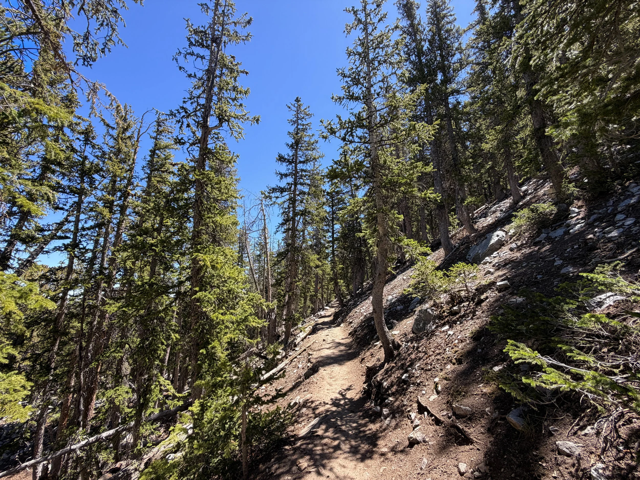 Bristlecone Pine Trail Great Basin National Park Nevada