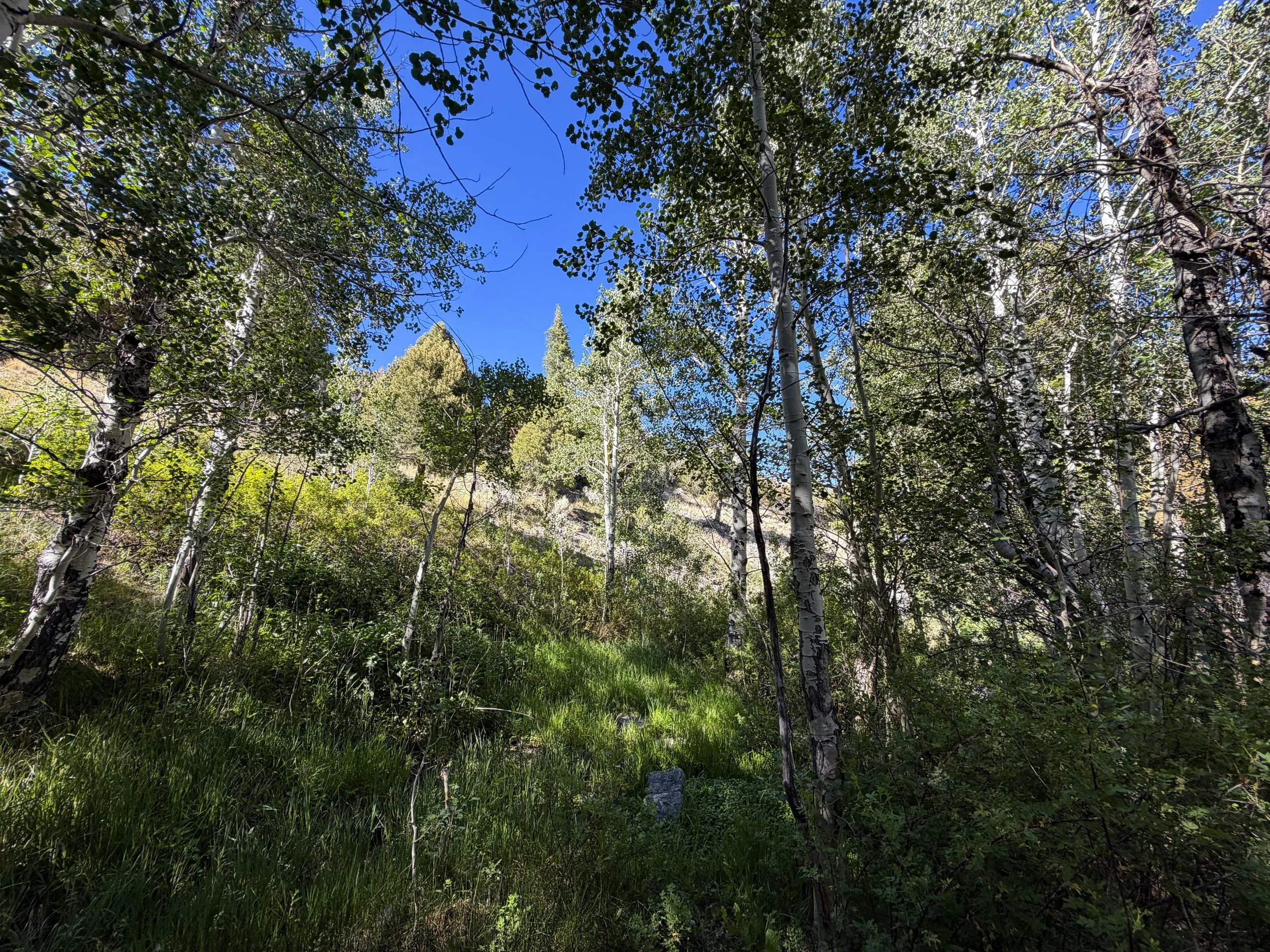 Osceola Ditch Trail Great Basin National Park Nevada