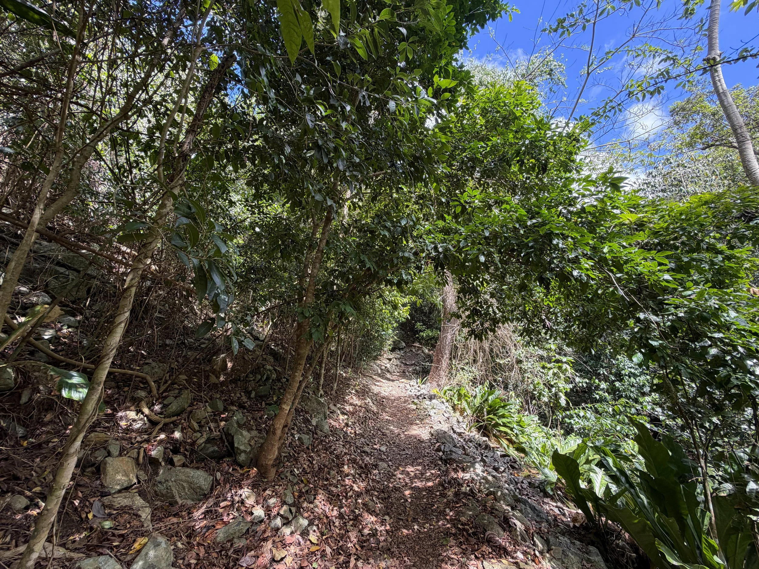 Cinnamon Bay Hike Virgin Islands National Park