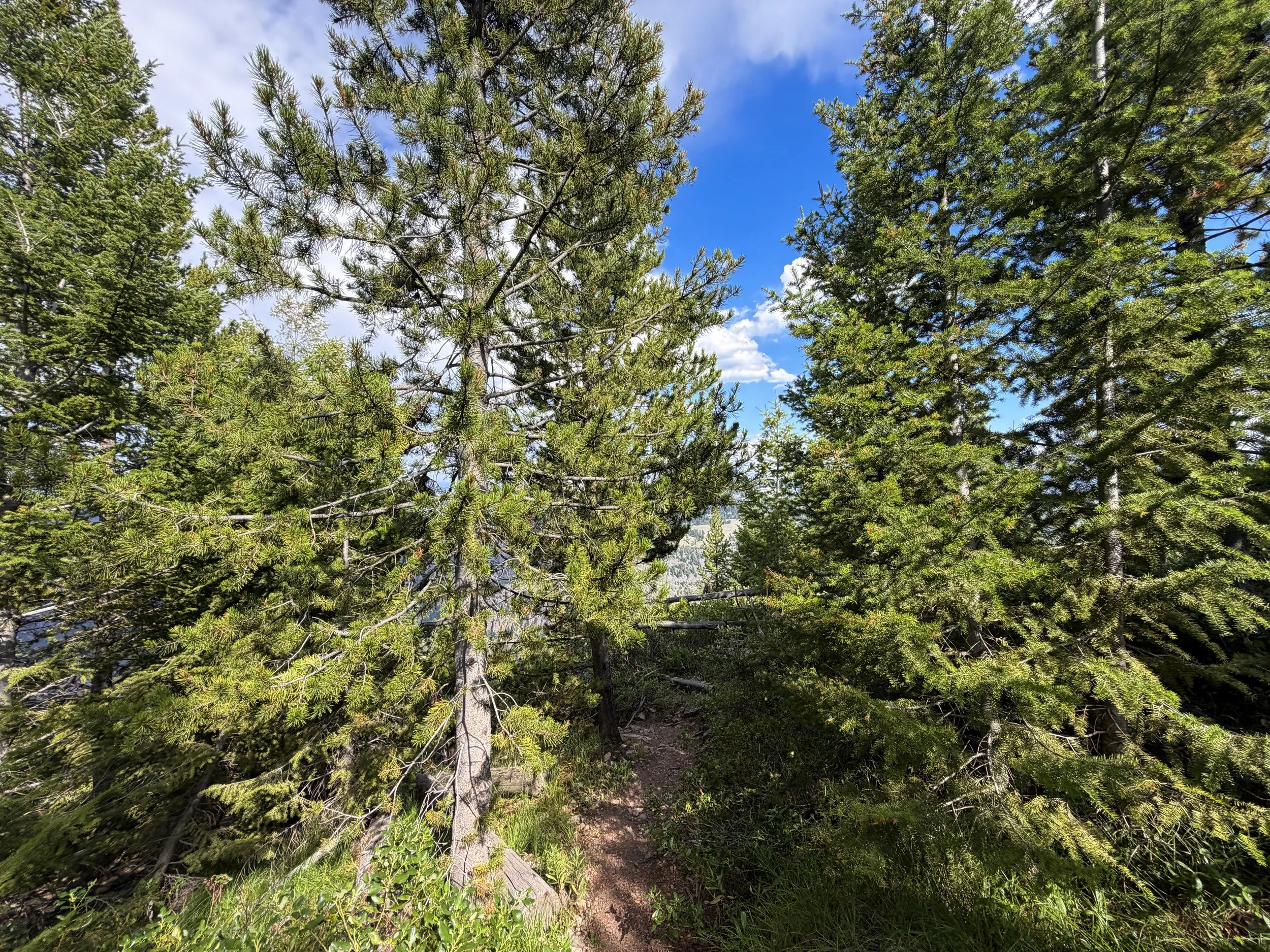 Bunsen Peak Hike Yellowstone National Park Wyoming