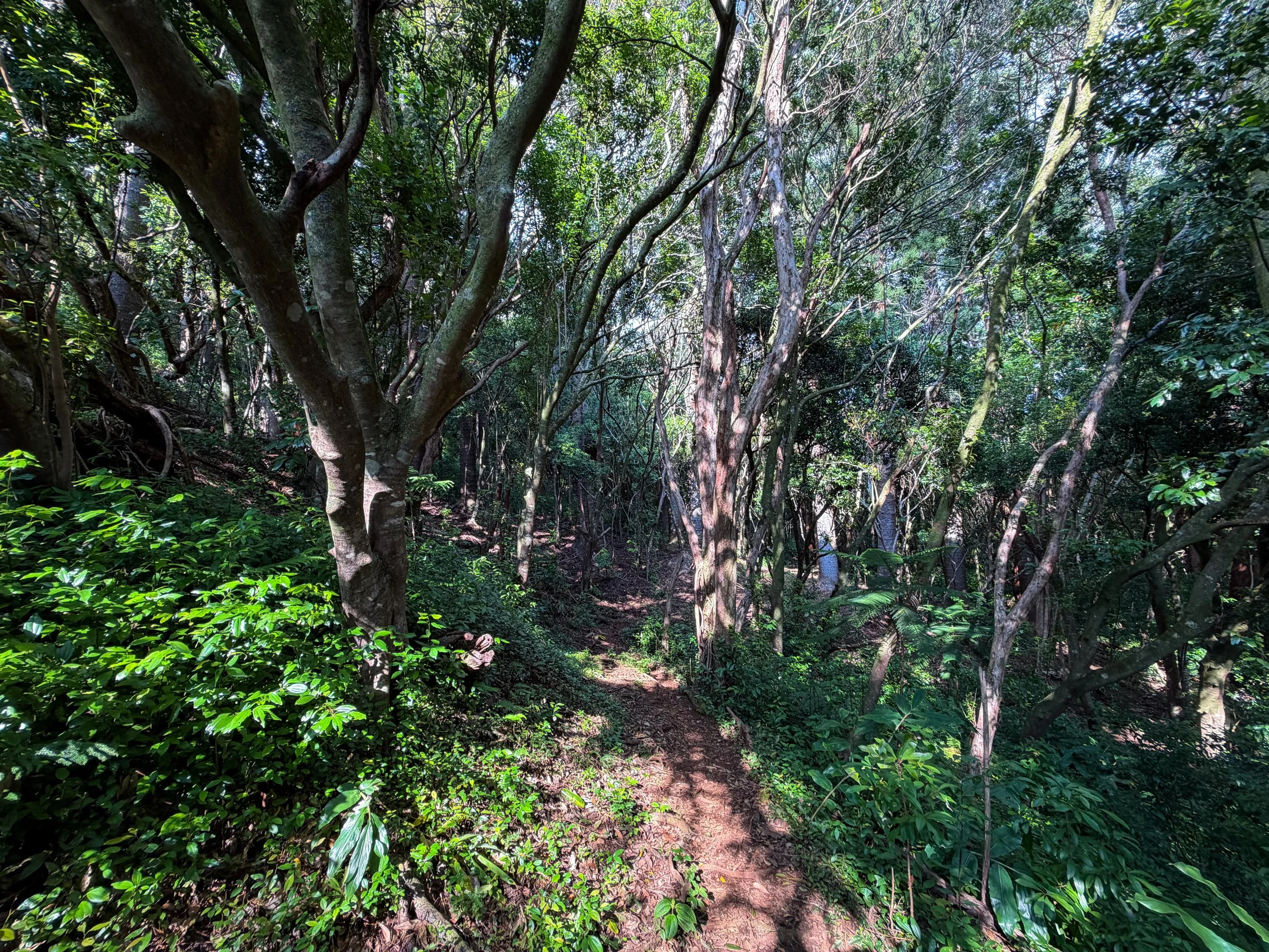 Nuuanu Trail Oahu Hawaii