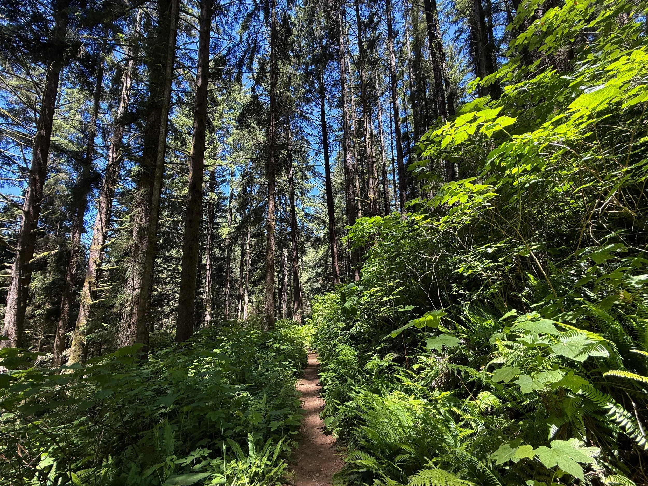 Ossagon Hike Prairie Creek Redwoods State Park California