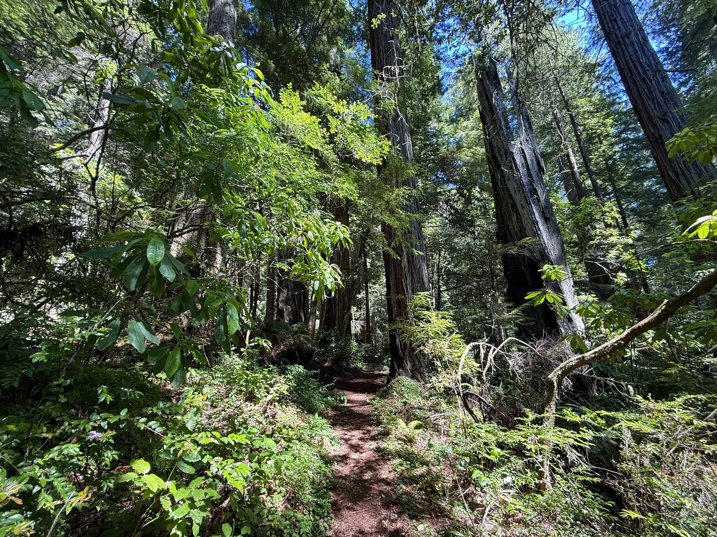 Hope Creek-Ten Taypo Loop Trail Prairie Creek Redwoods State Park California
