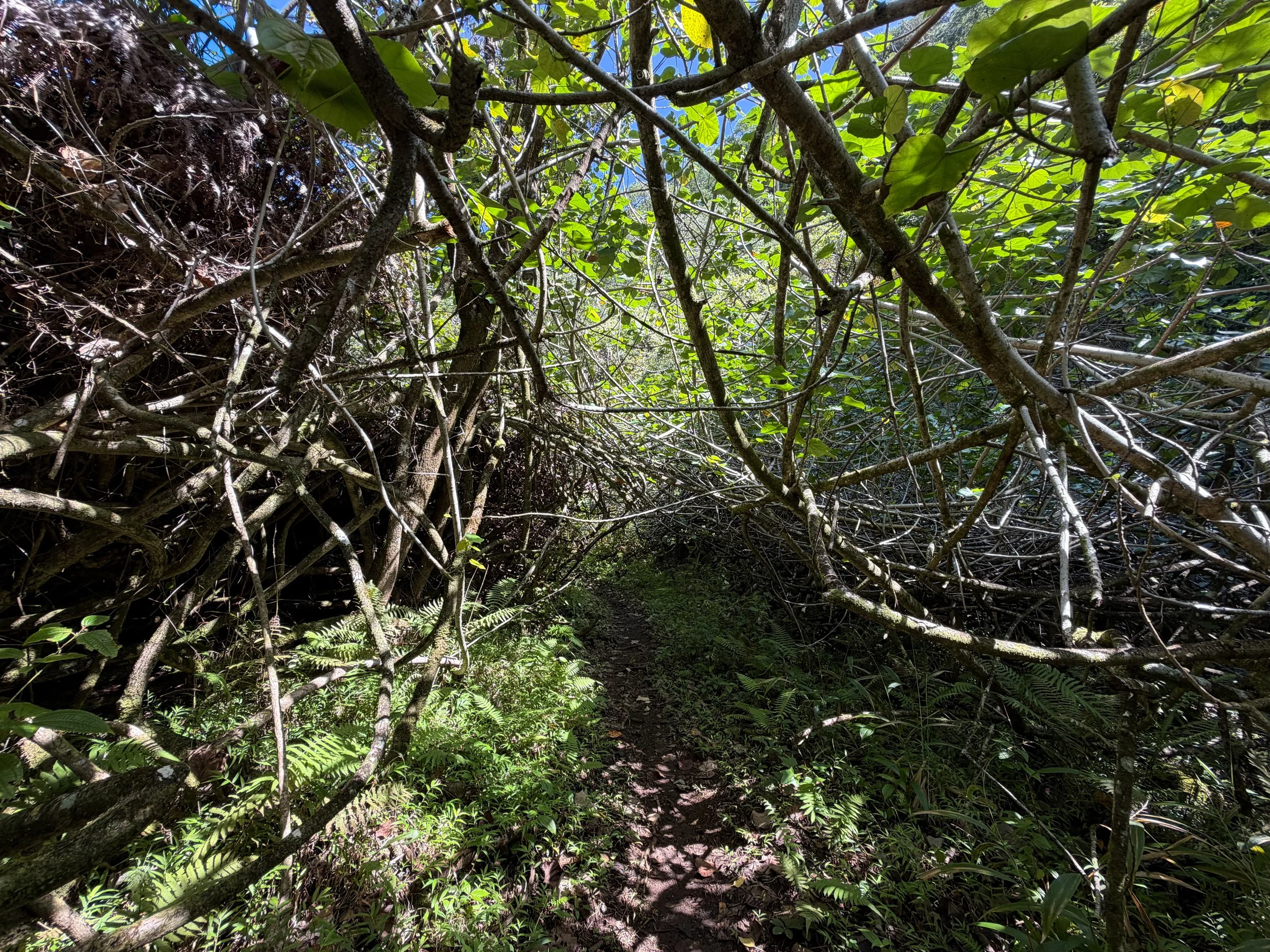 Kulanaahane Trail to Moanalua Saddle Oahu Hawaii