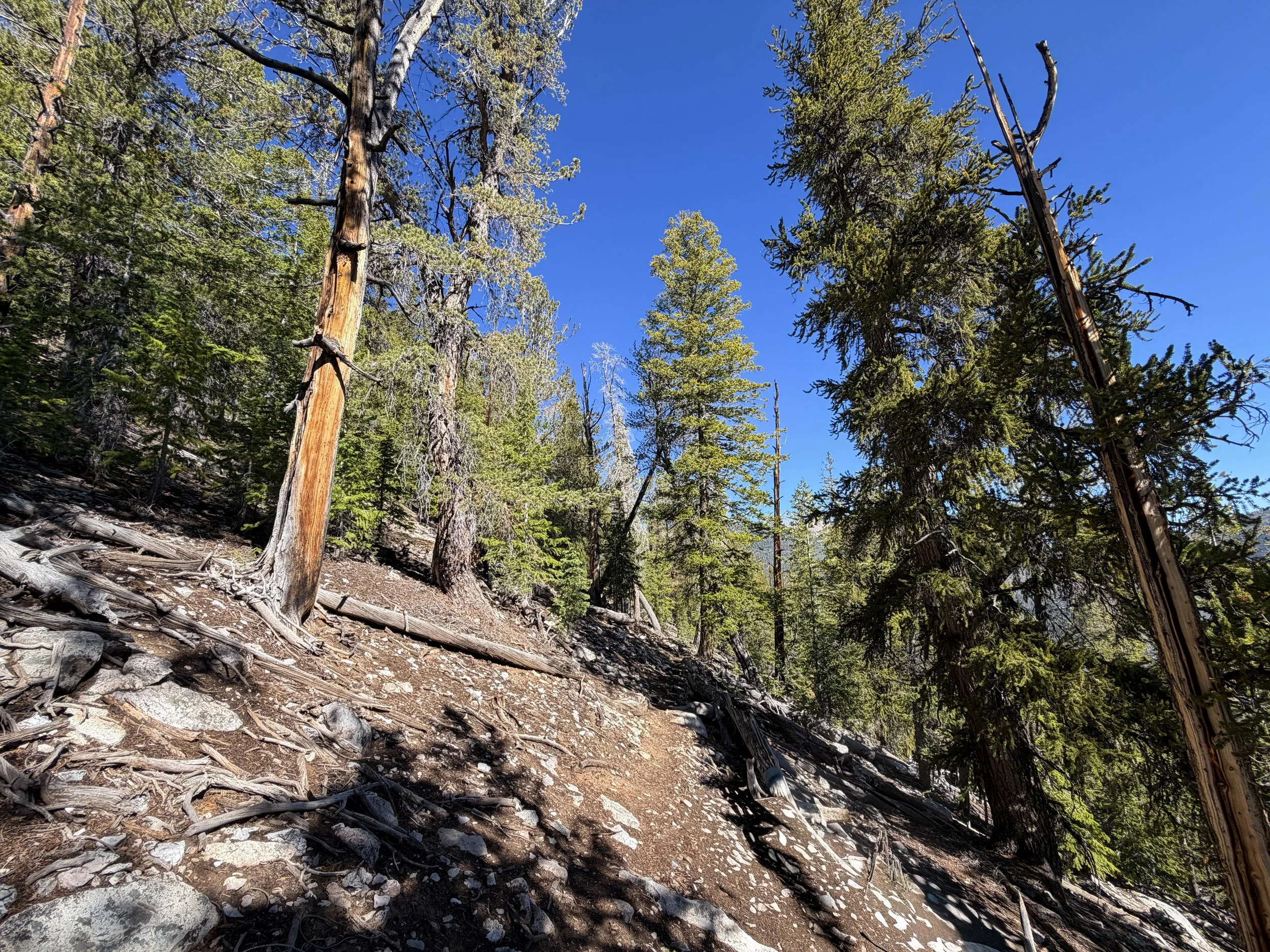 Snake Divide Trail to Magic Grove Great Basin National Park Nevada