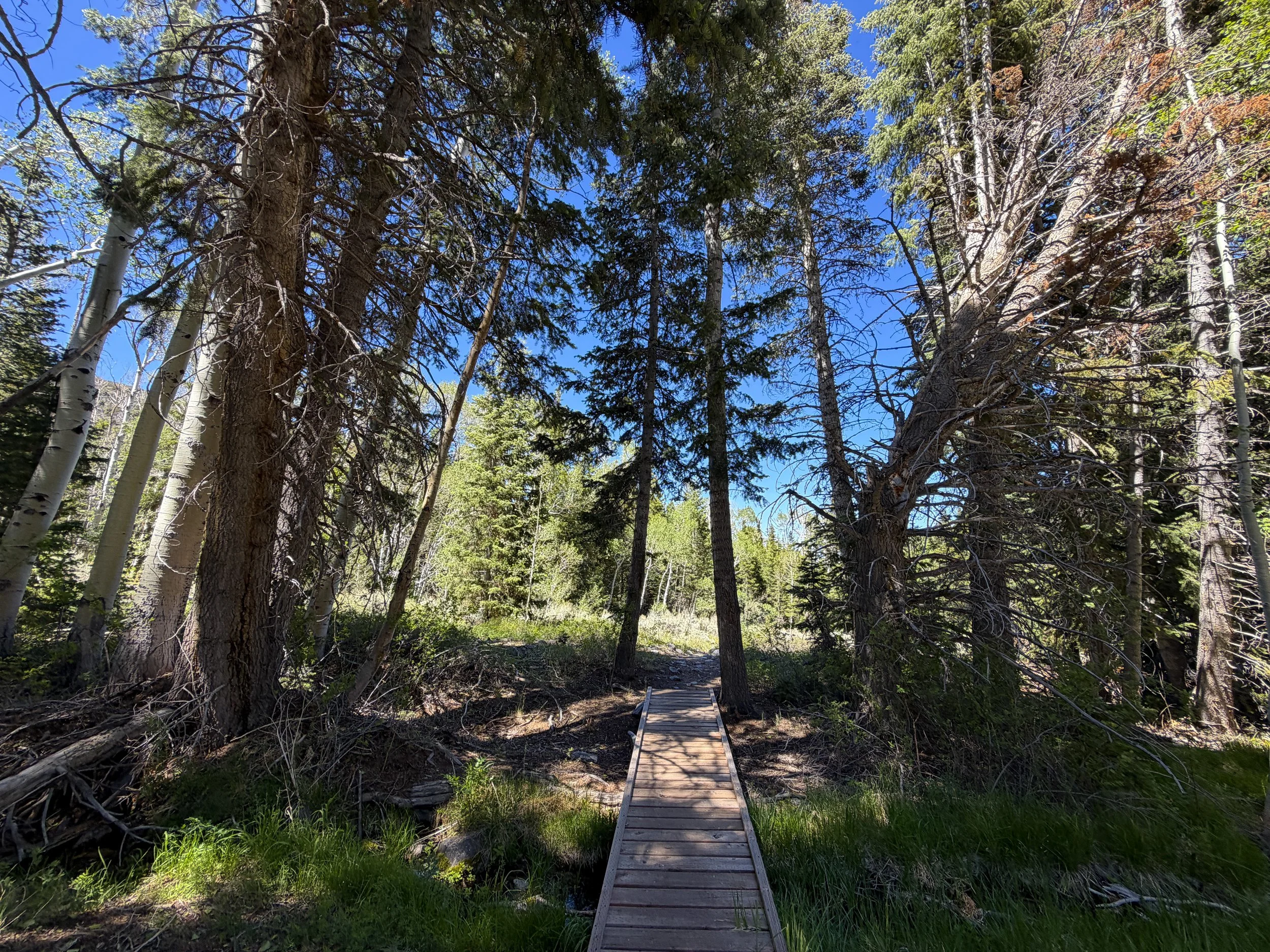 Baker Creek Loop Trail Great Basin National Park Nevada