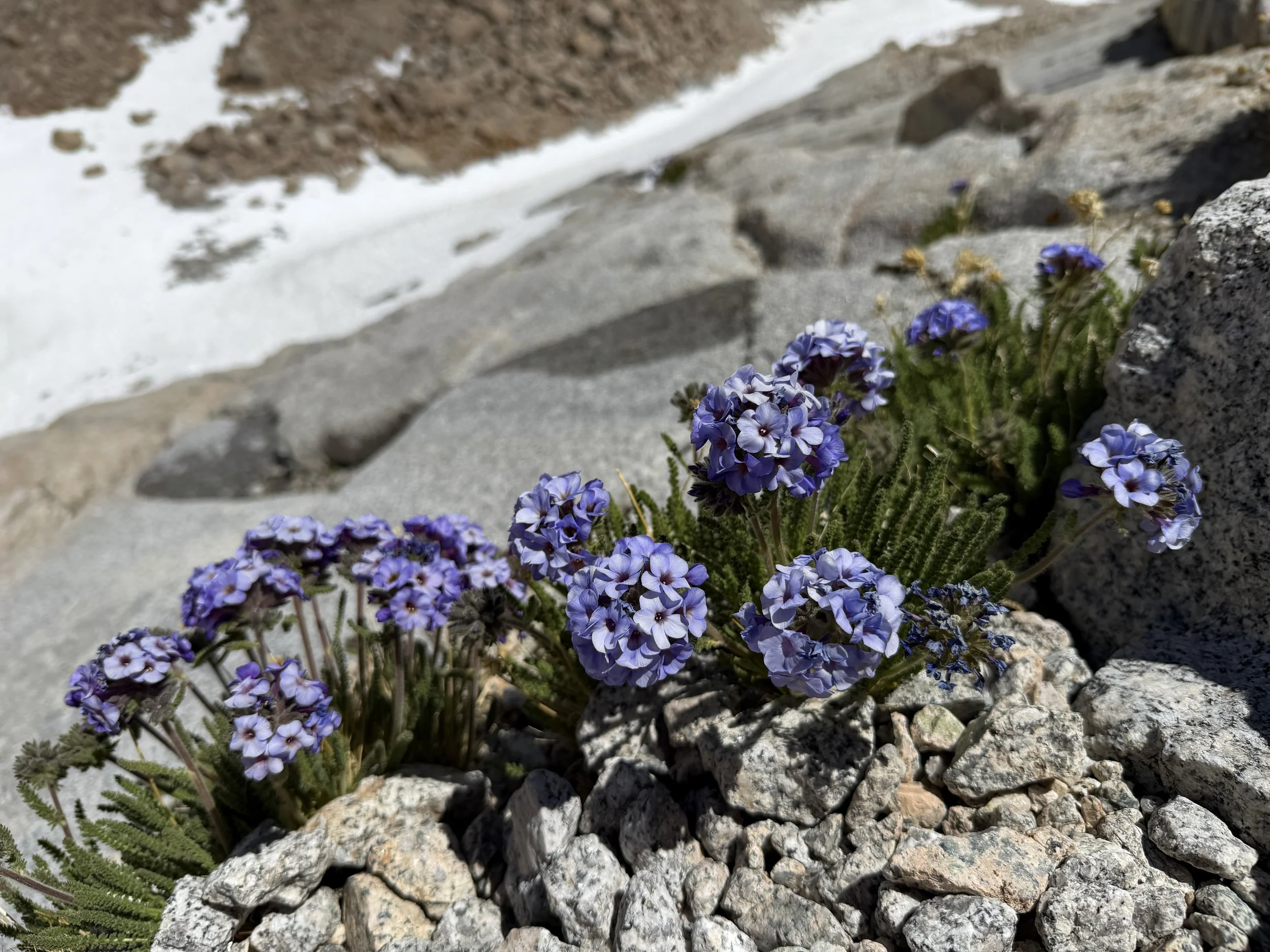 Skypilot Polemonium eximium