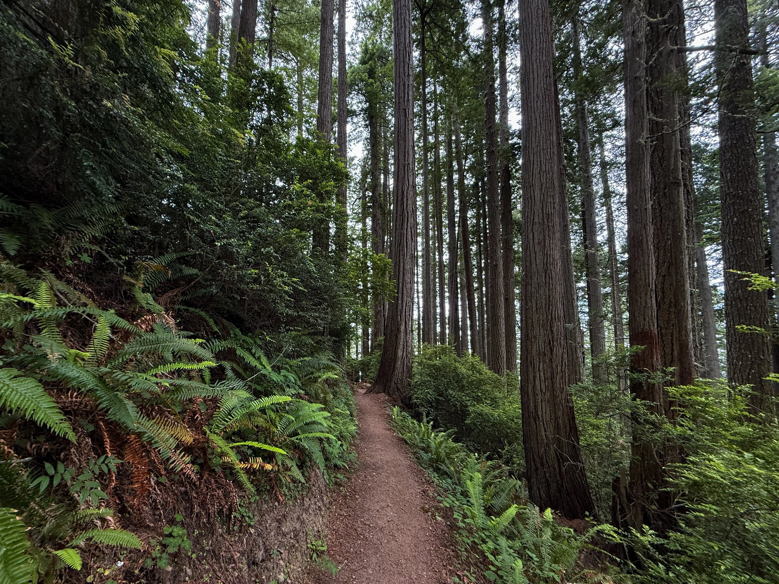 Damnation Creek Hike Del Norte Coast Redwoods State Park California