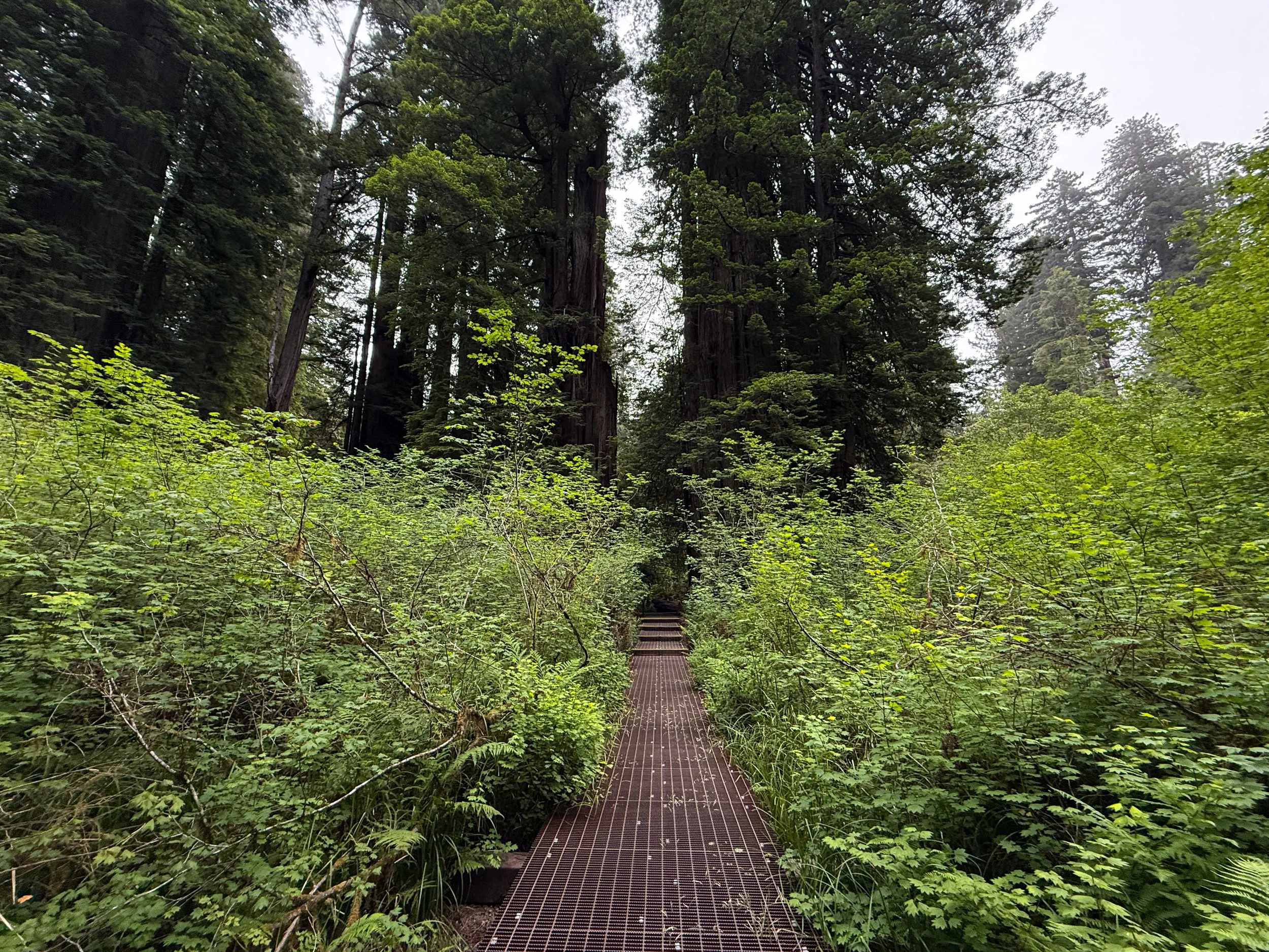 Grove of the Titans Trail Boardwalk Jedediah Smith Redwoods State Park California