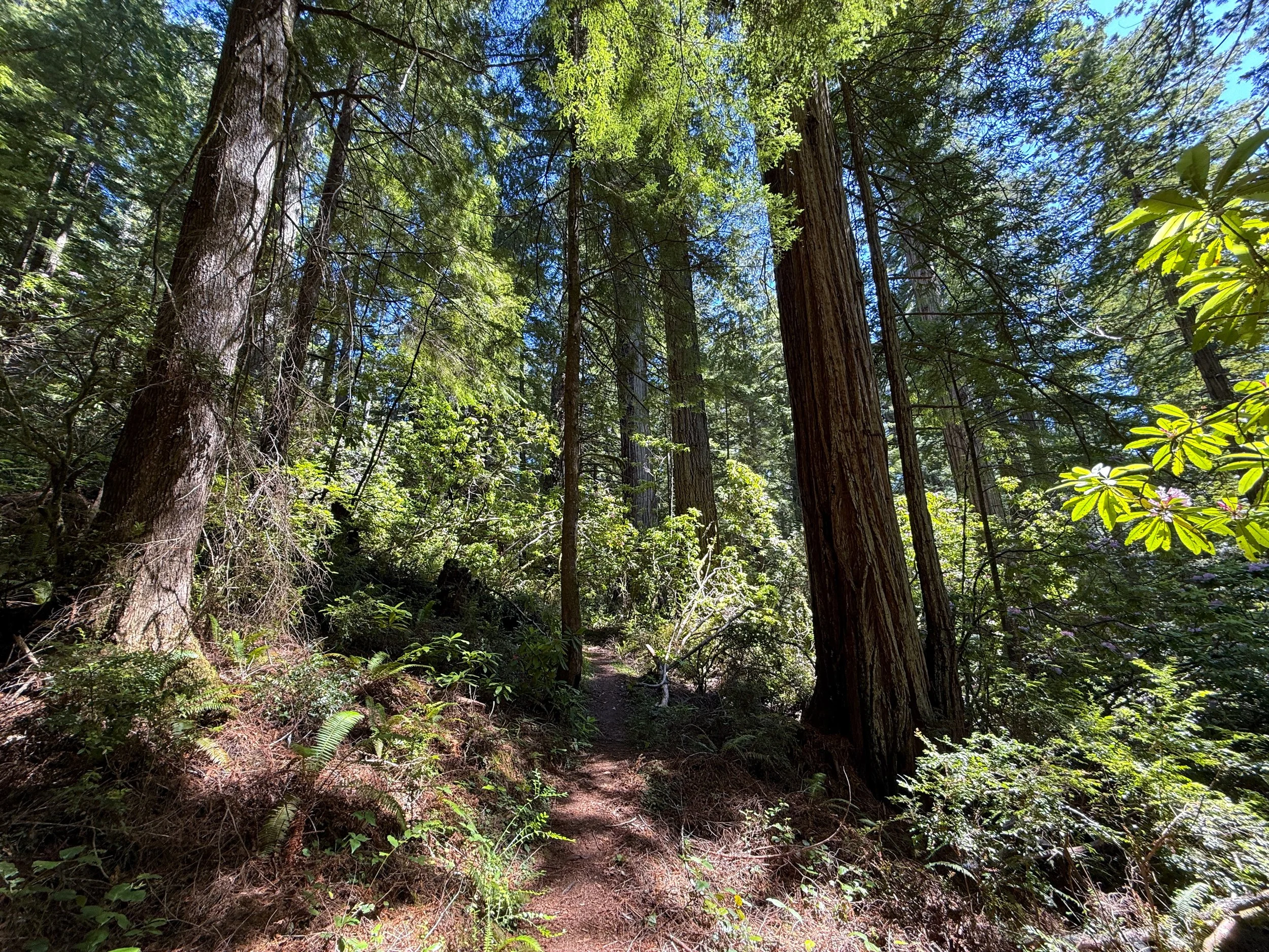 Hope Creek-Ten Taypo Loop Trail Prairie Creek Redwoods State Park California