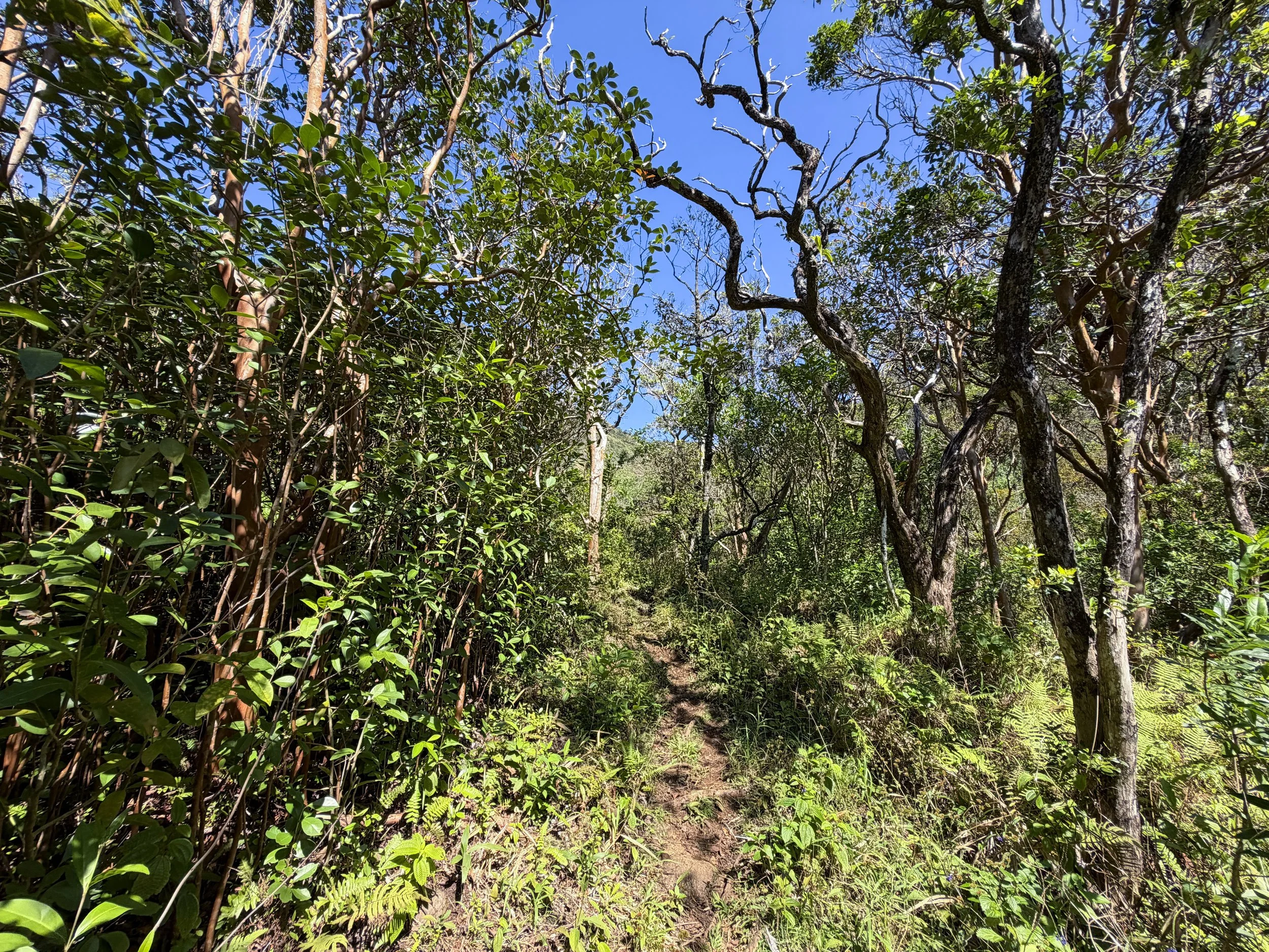 Kulanaahane Trail Oahu Hawaii