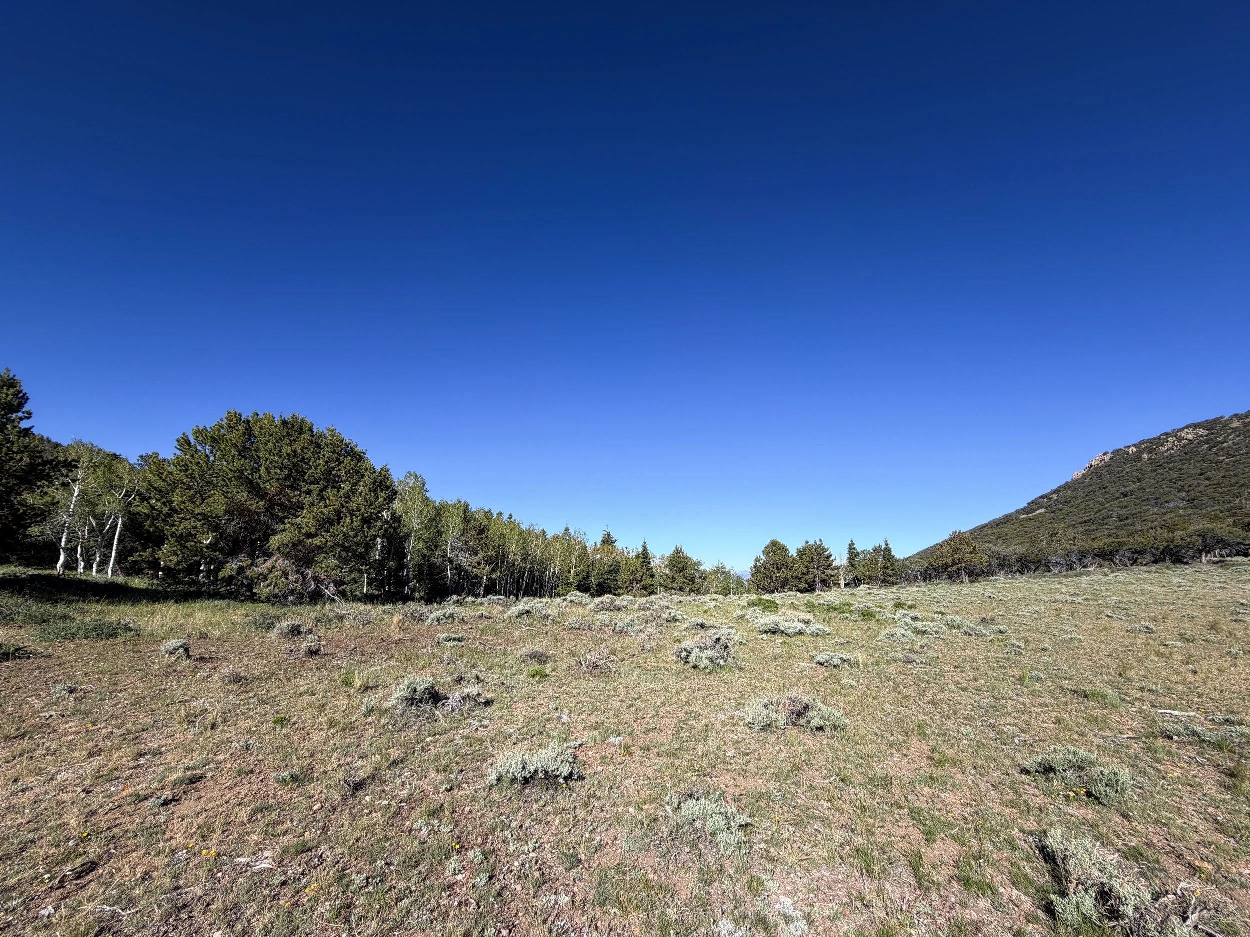 End of Upper Strawberry Creek Trail Great Basin National Park Nevada