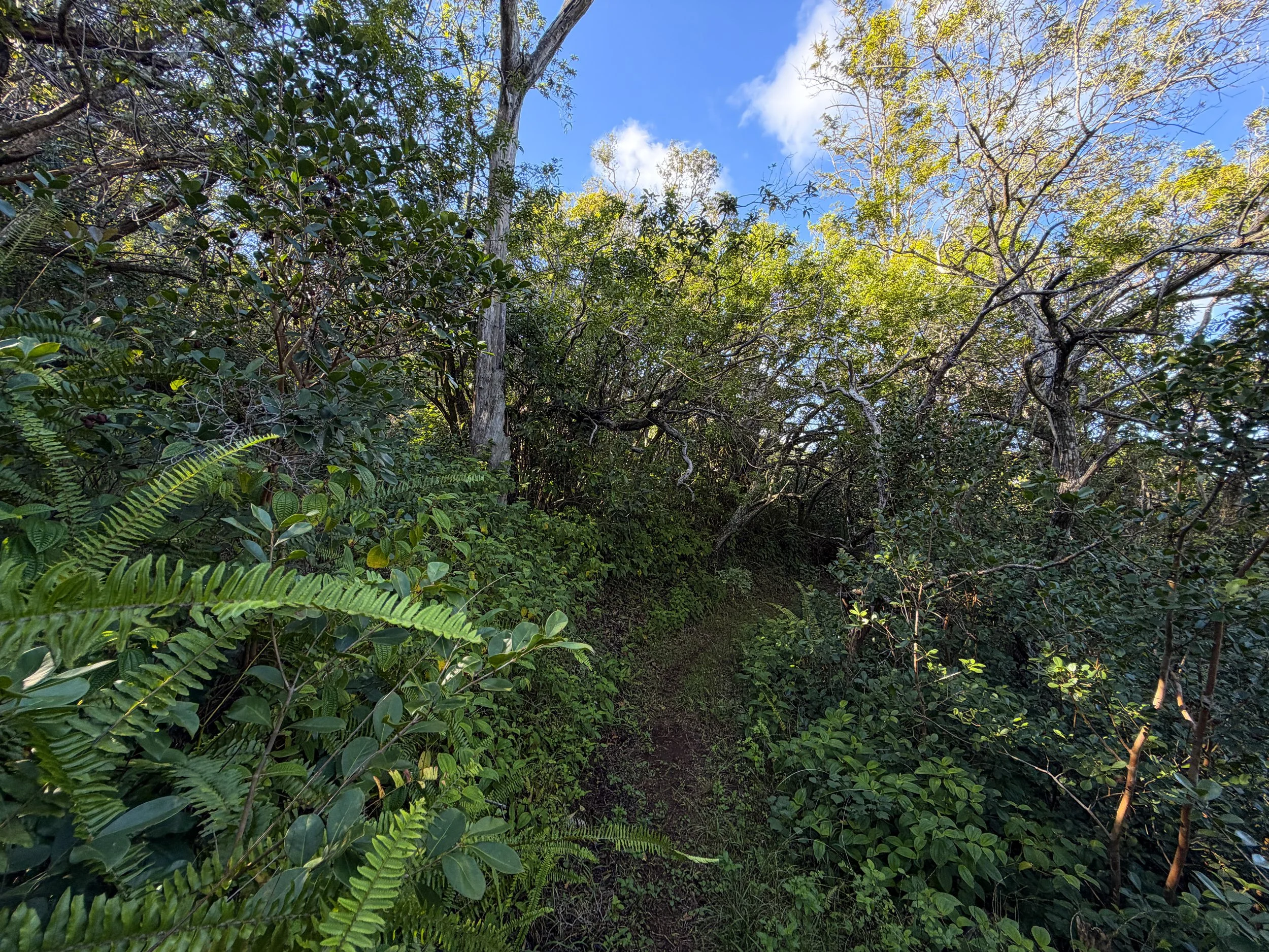 Mokuleia Trail Oahu Hawaii