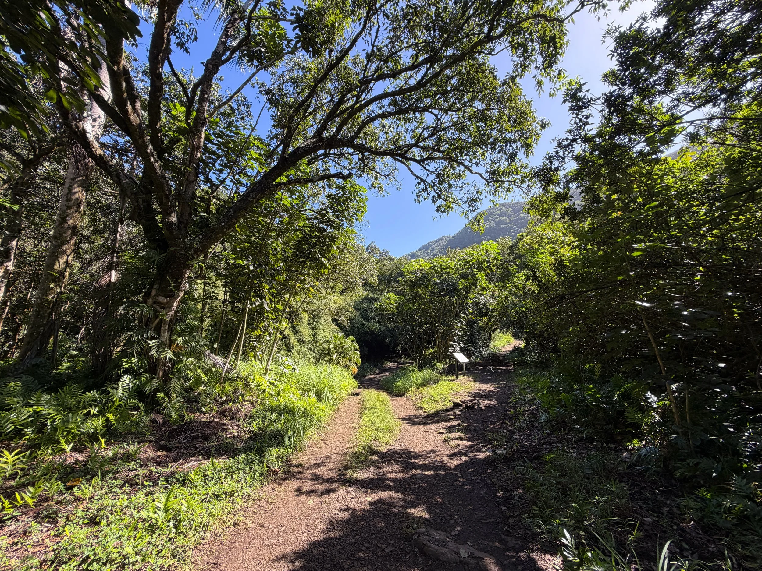 Tripler Ridge Trail via Kamananui Valley Road Oahu Hawaii