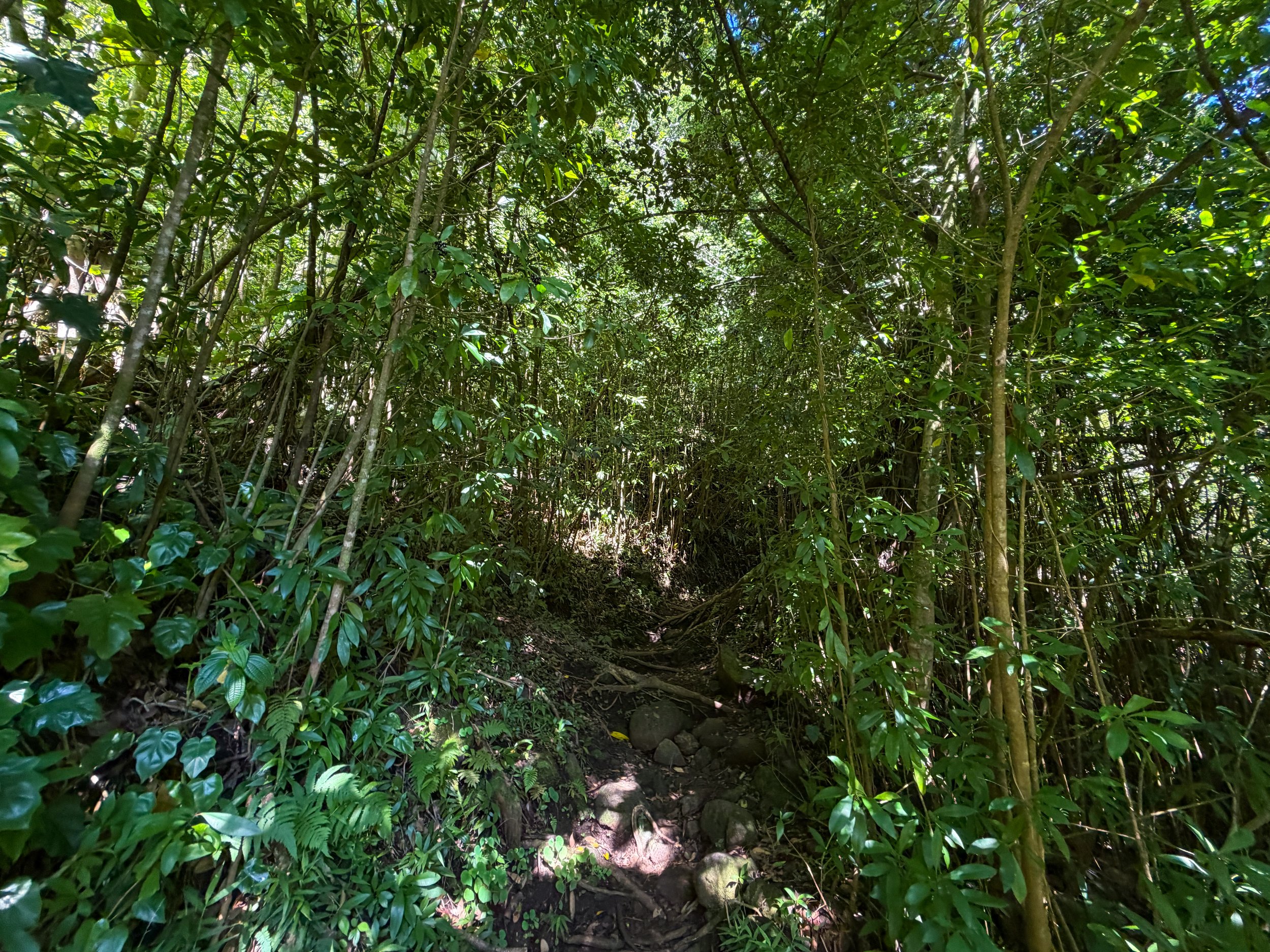 Aihualama Trail to Pauoa Flats Bench Oahu Hawaii