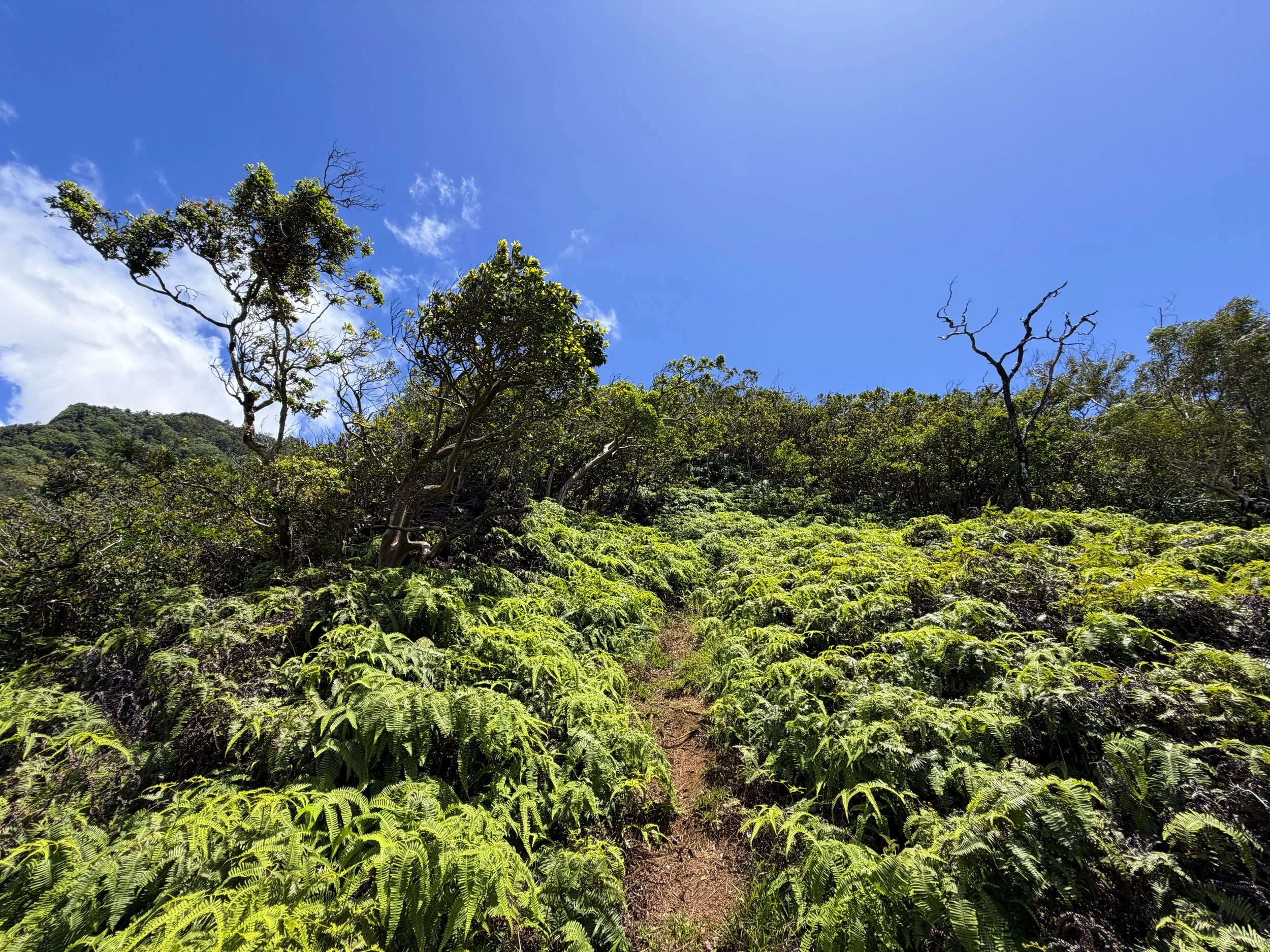 Moanalua Valley Trail to Tripler Ridge Trail Oahu Hawaii