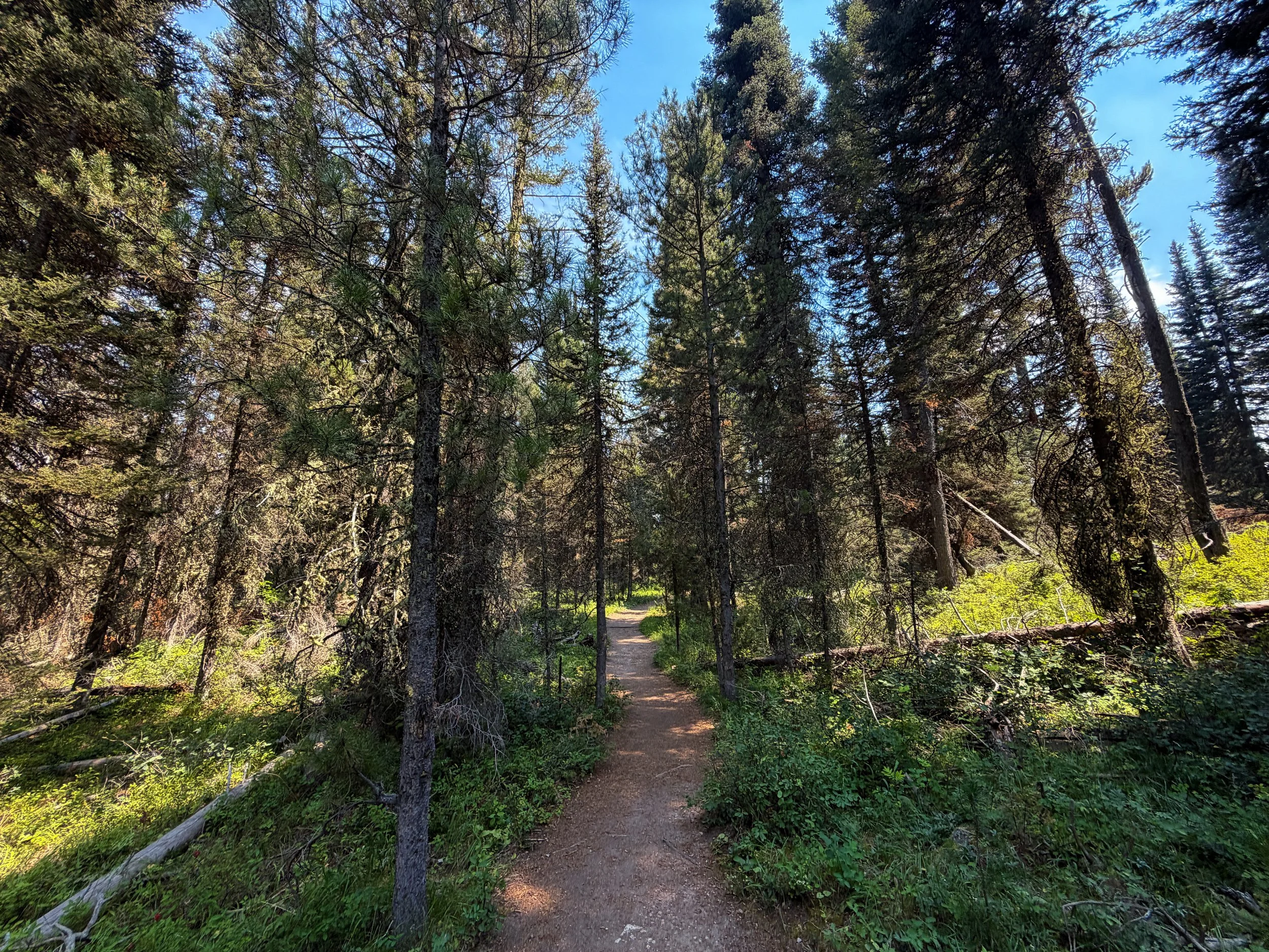 Phelps Lake Loop Trail Grand Teton National Park Wyoming
