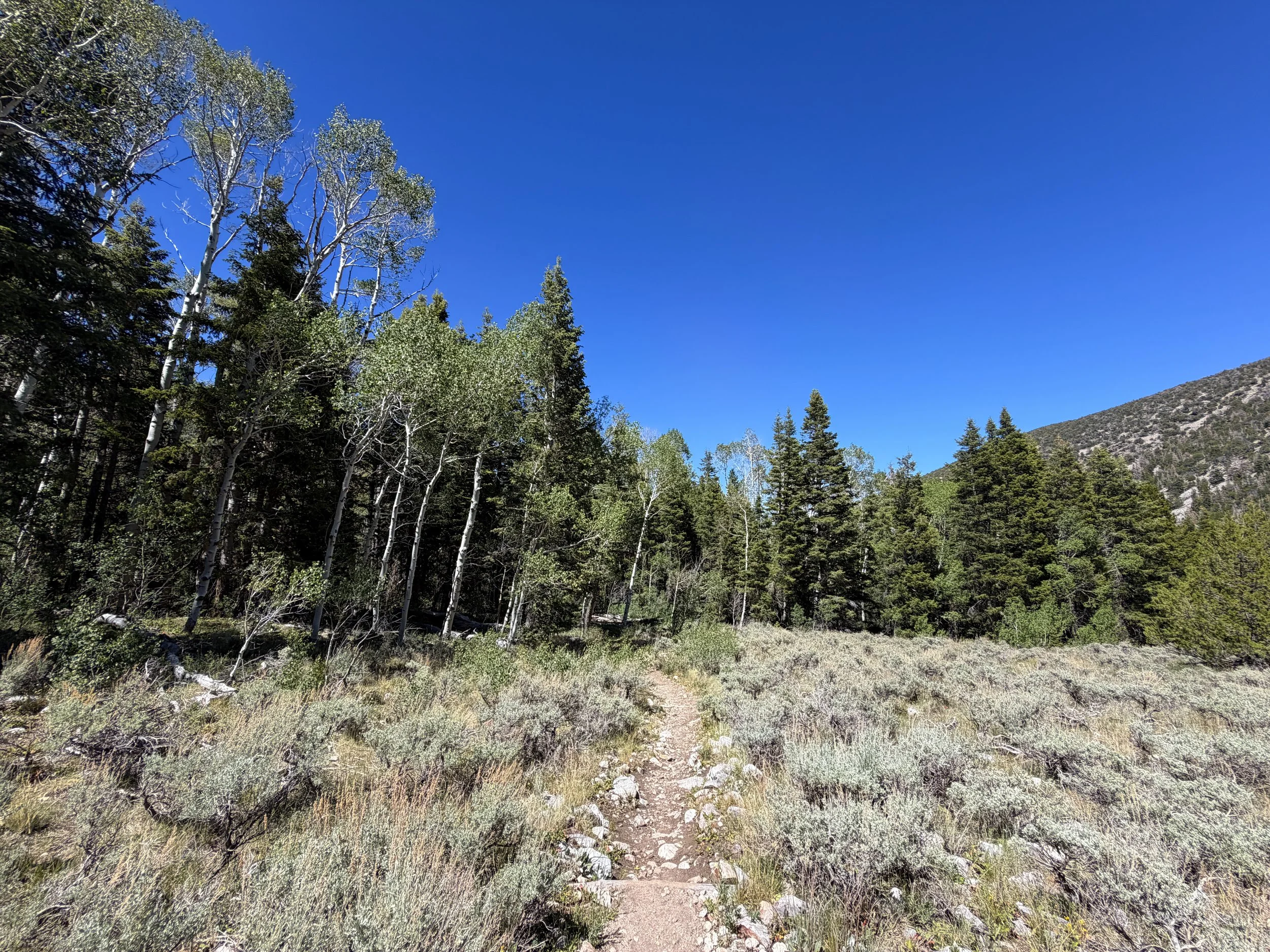 Baker Creek Loop Trail Great Basin National Park Nevada