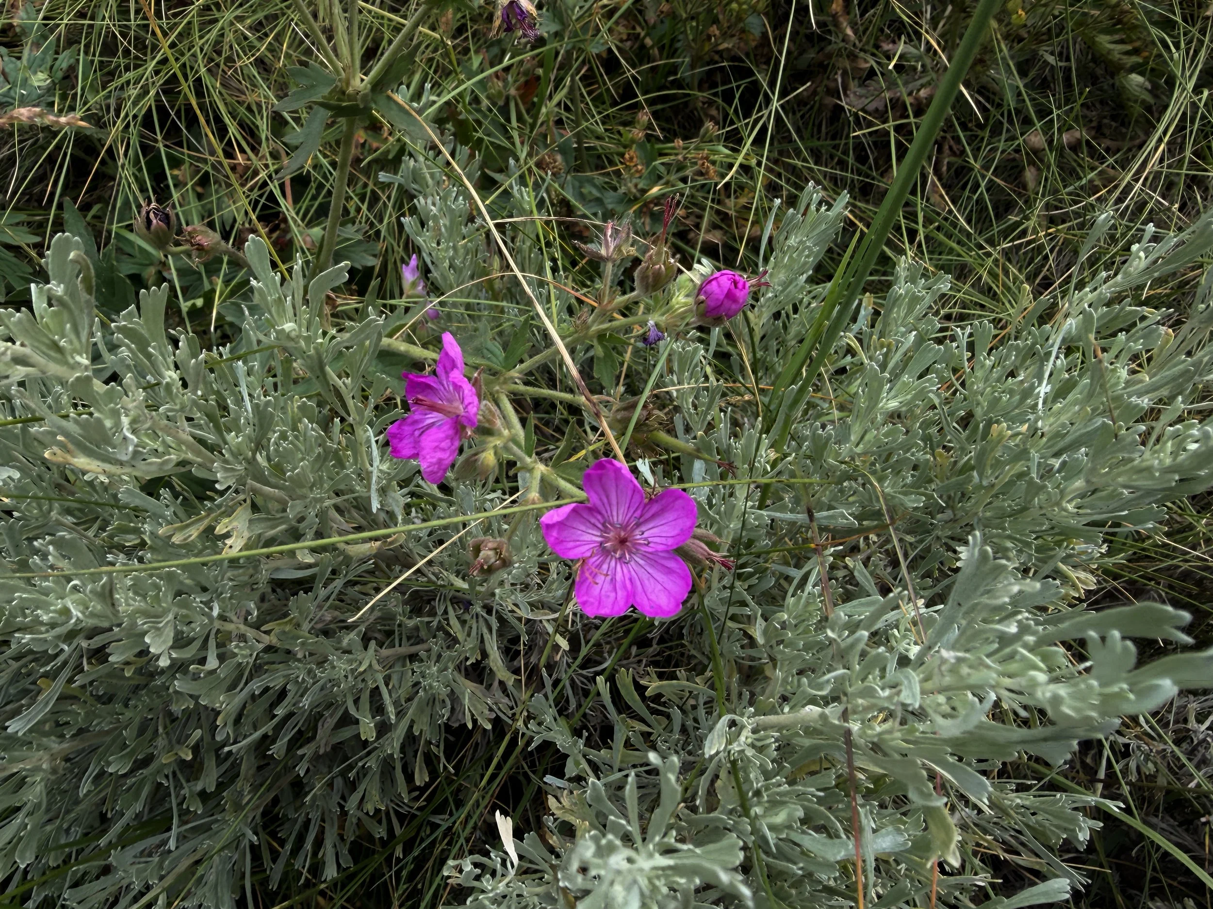 Sticky Purple Geranium viscosissimum
