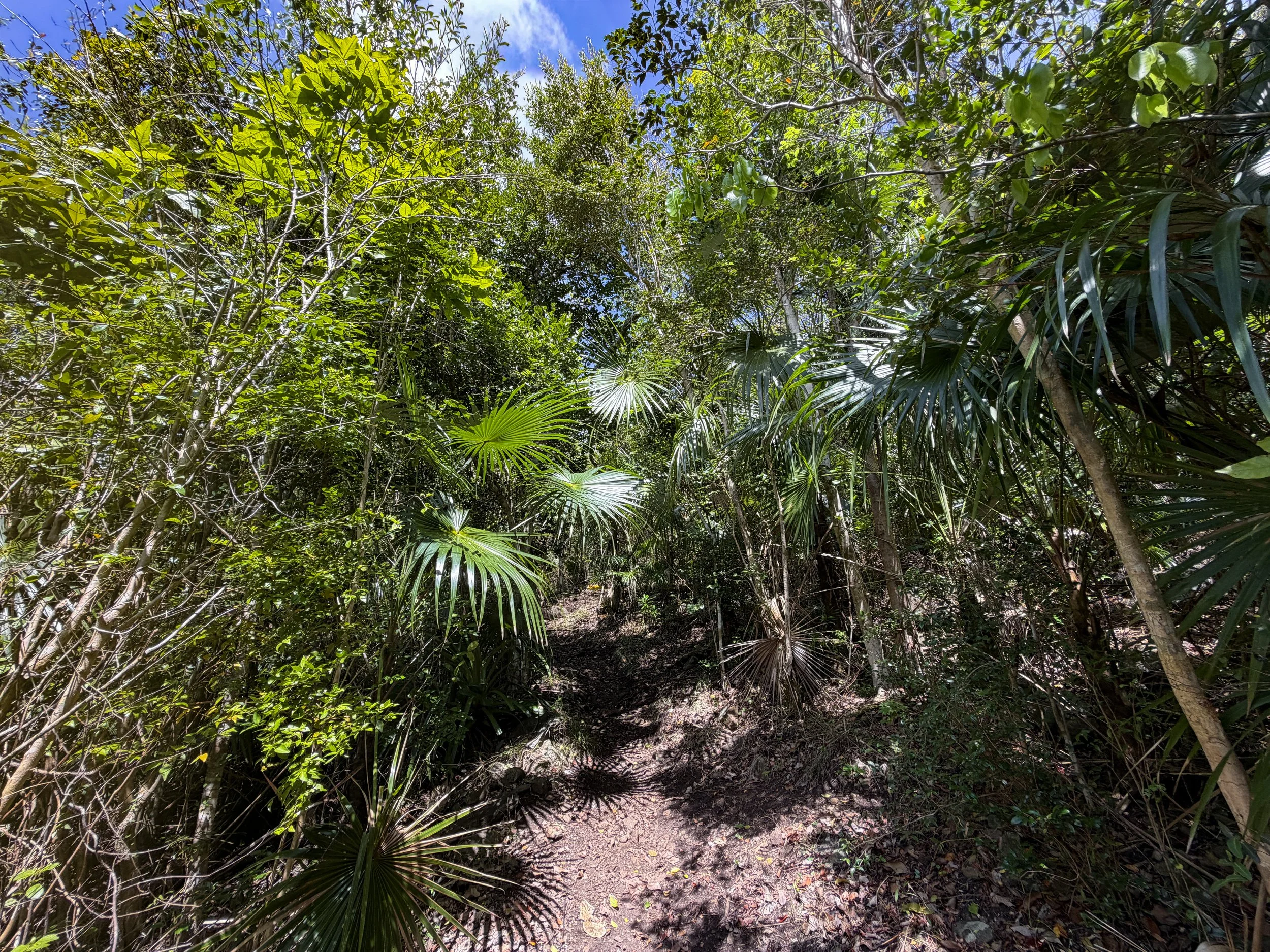 Caneel Hill Hike to Margaret Hill Virgin Islands National Park