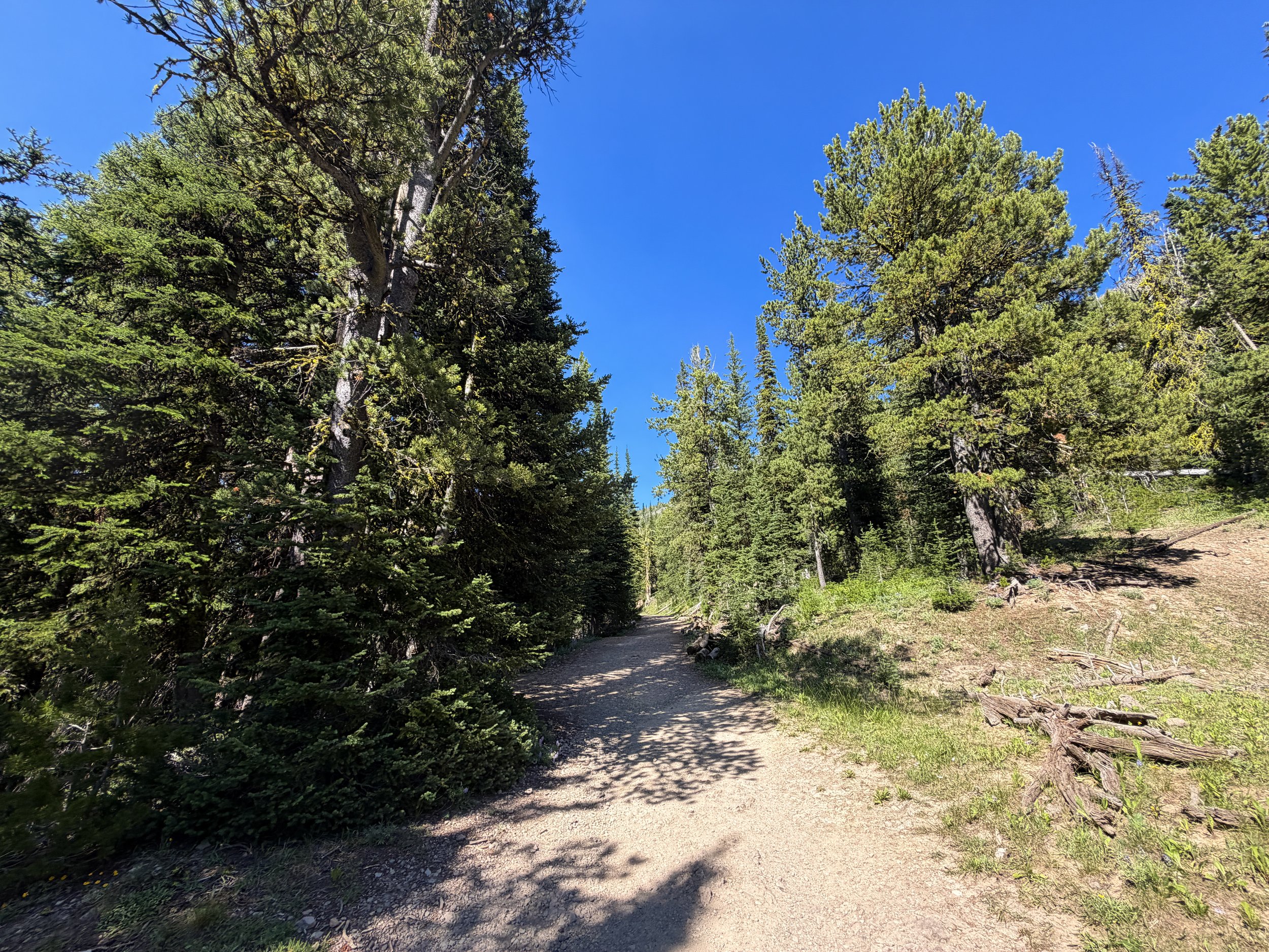 Mount Washburn Hike via Dunraven Pass Yellowstone National Park Wyoming