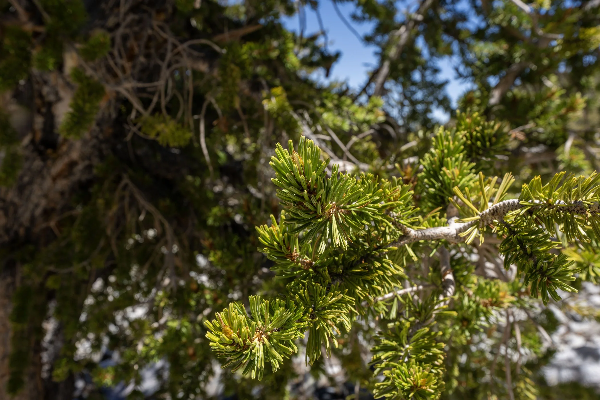 Bristlecone Trail Great Basin National Park Nevada