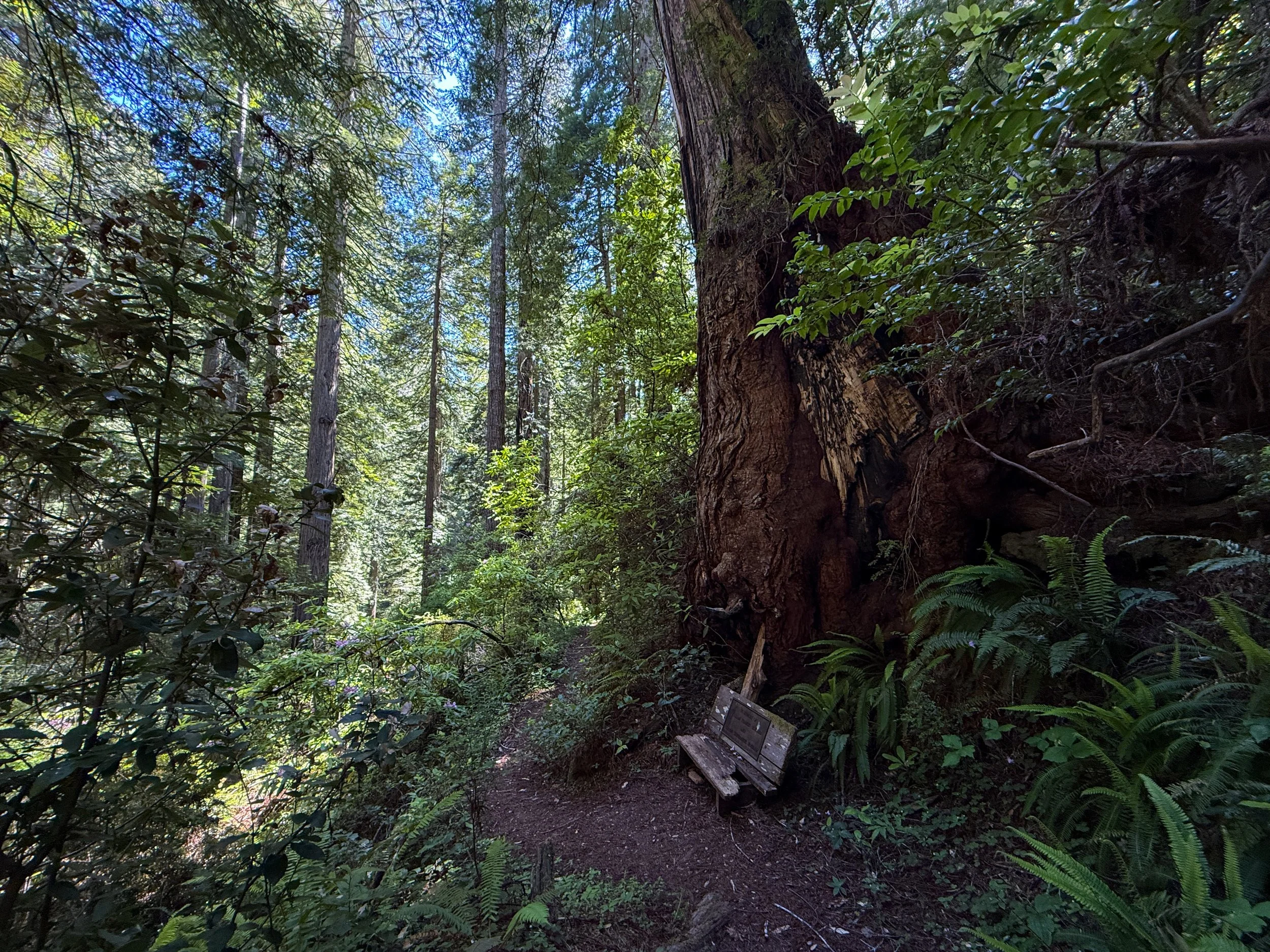 Hope Creek–Ten Taypo Loop Trail Prairie Creek Redwoods State Park California
