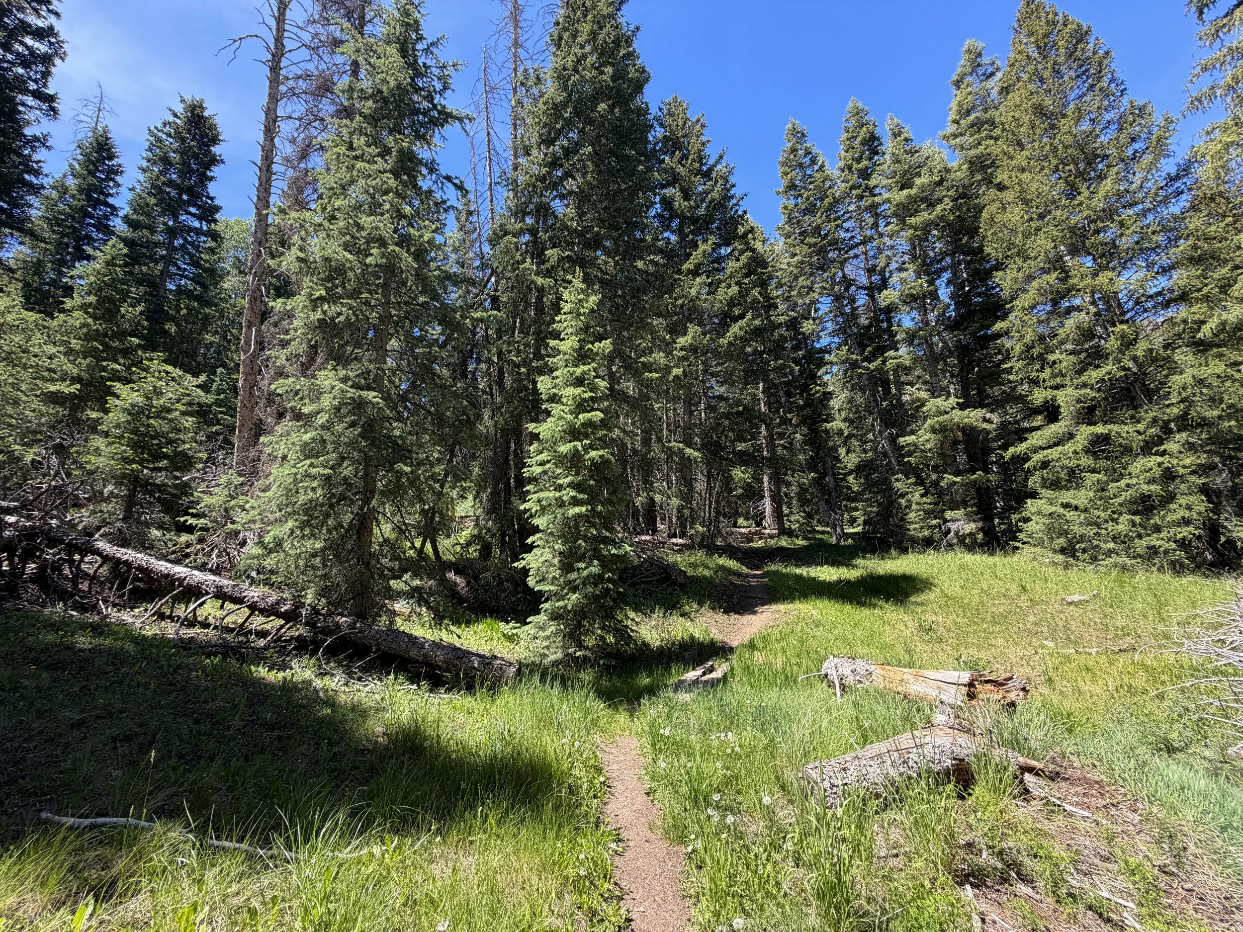 Timber Creek Loop Trail Great Basin National Park Nevada