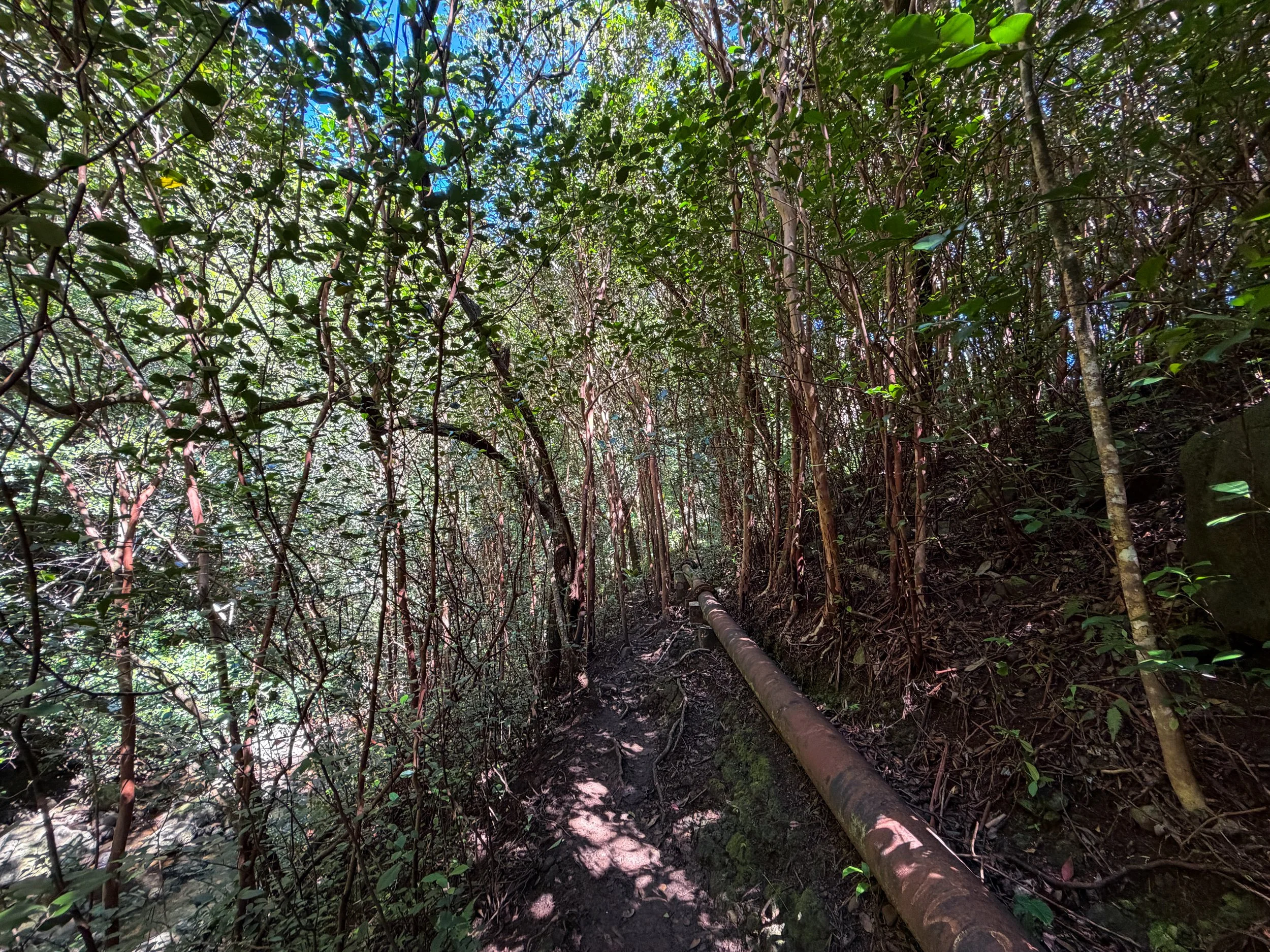 Kaau Crater Trail Pipe Oahu Hawaii