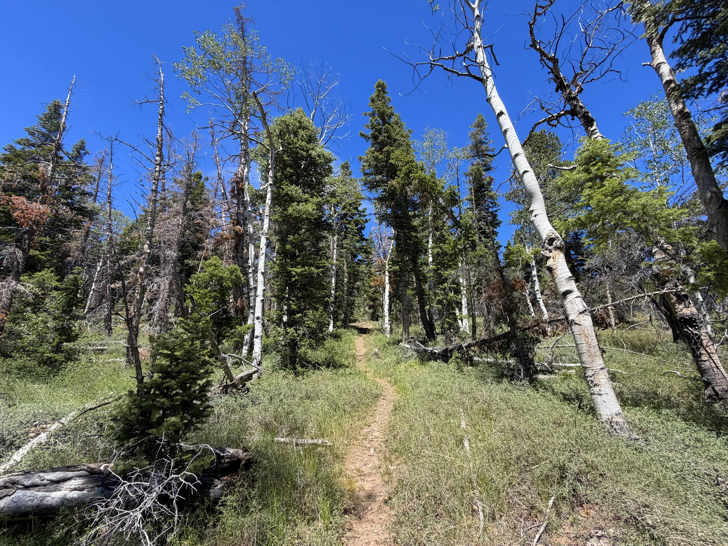 Dead Lake Trail Great Basin National Park Nevada