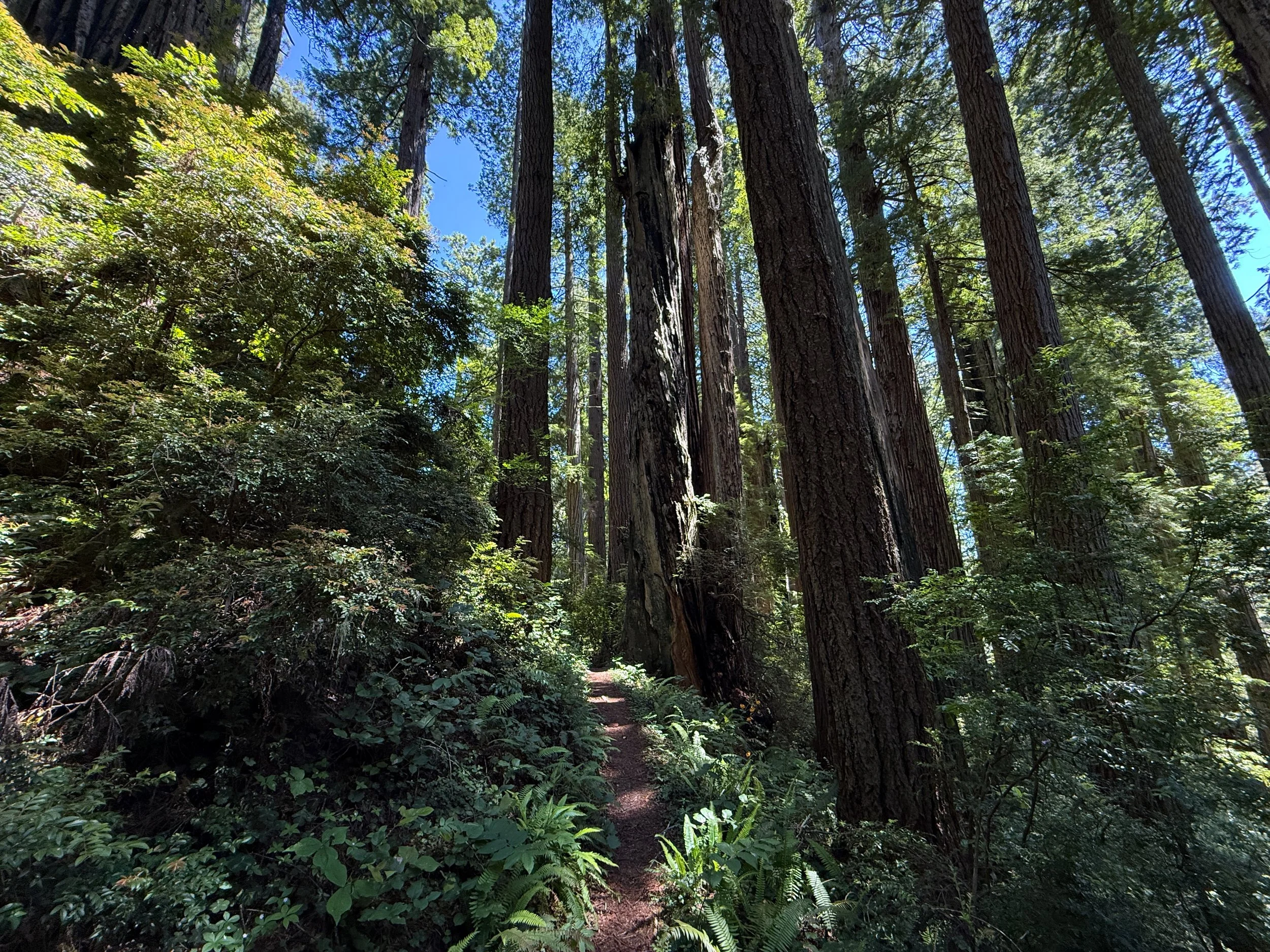 Ten Taypo–Hope Creek Loop Trail Prairie Creek Redwoods State Park California